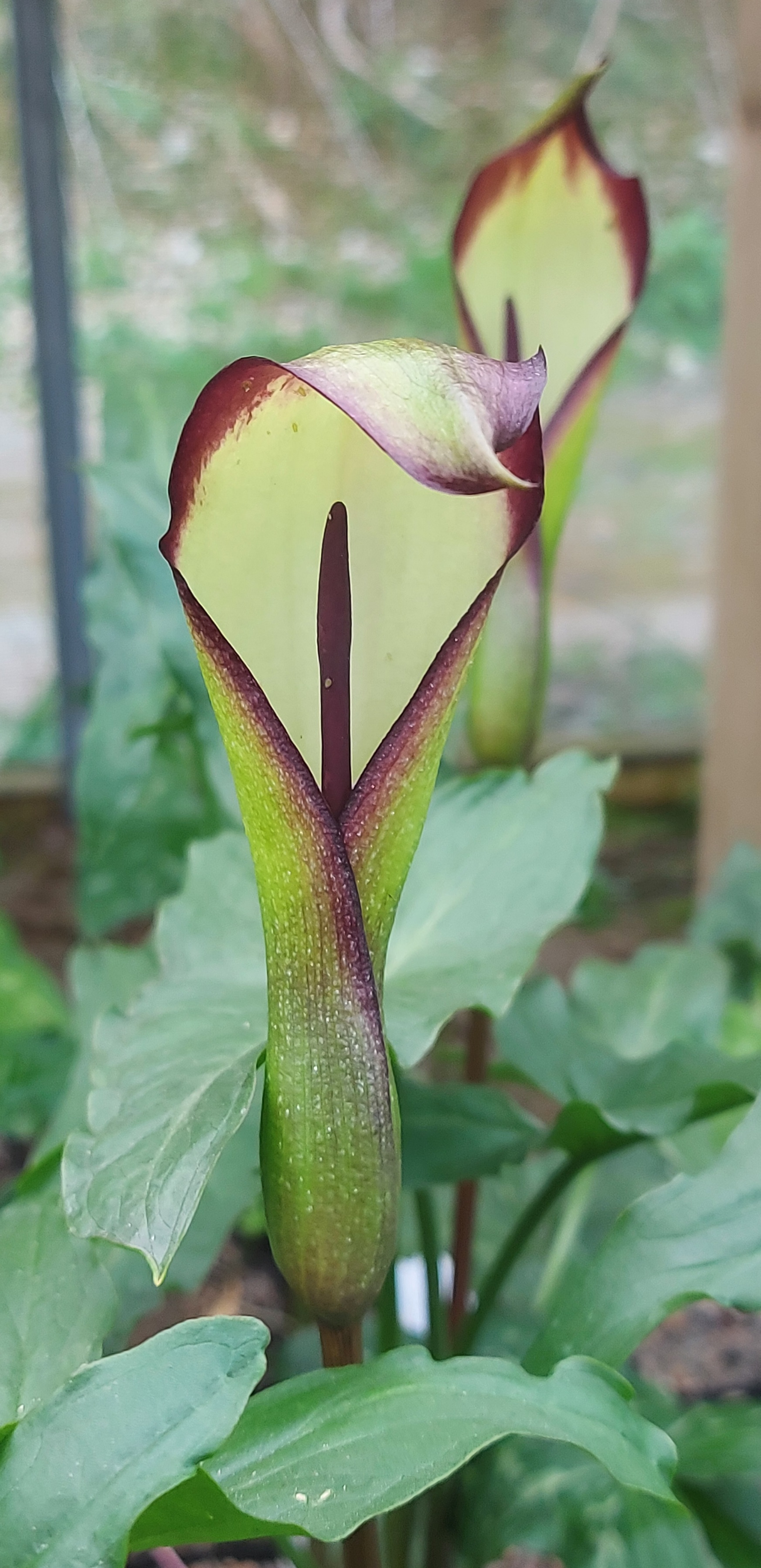 Arum euxinum