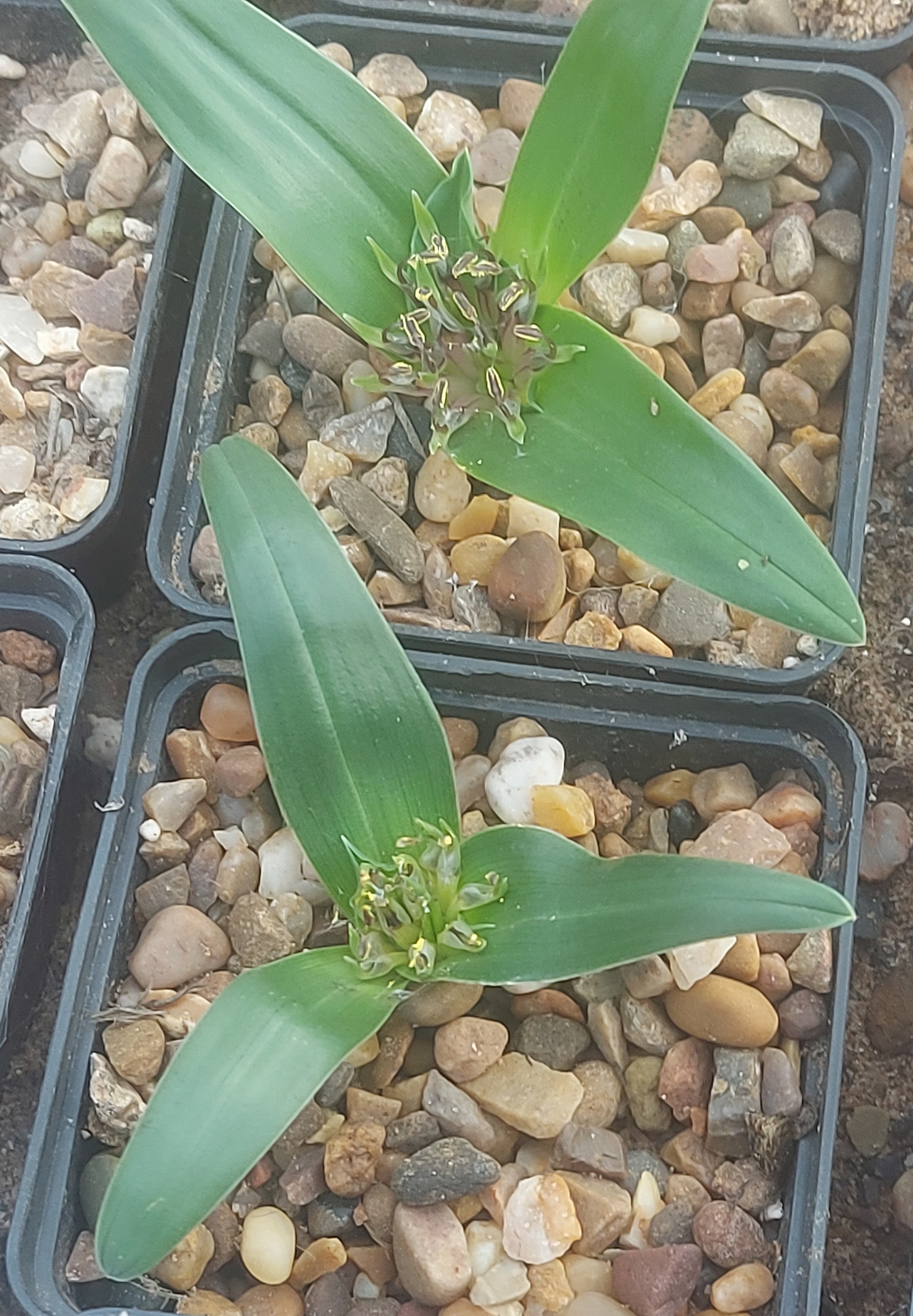 Androcymbium cuspidatum