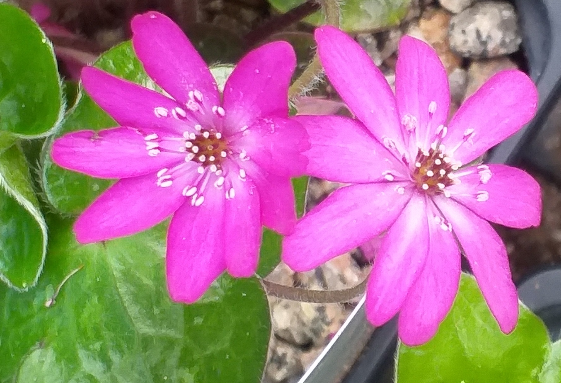 Hepatica japonica Oba
