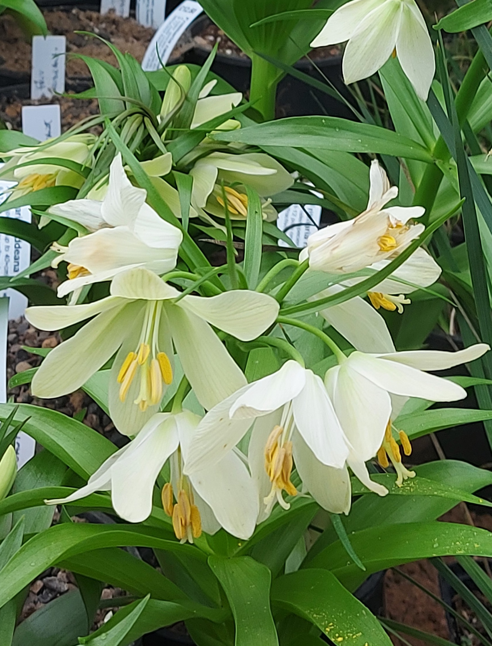 Fritillaria raddeana
