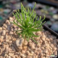 Eriospermum flabellatum