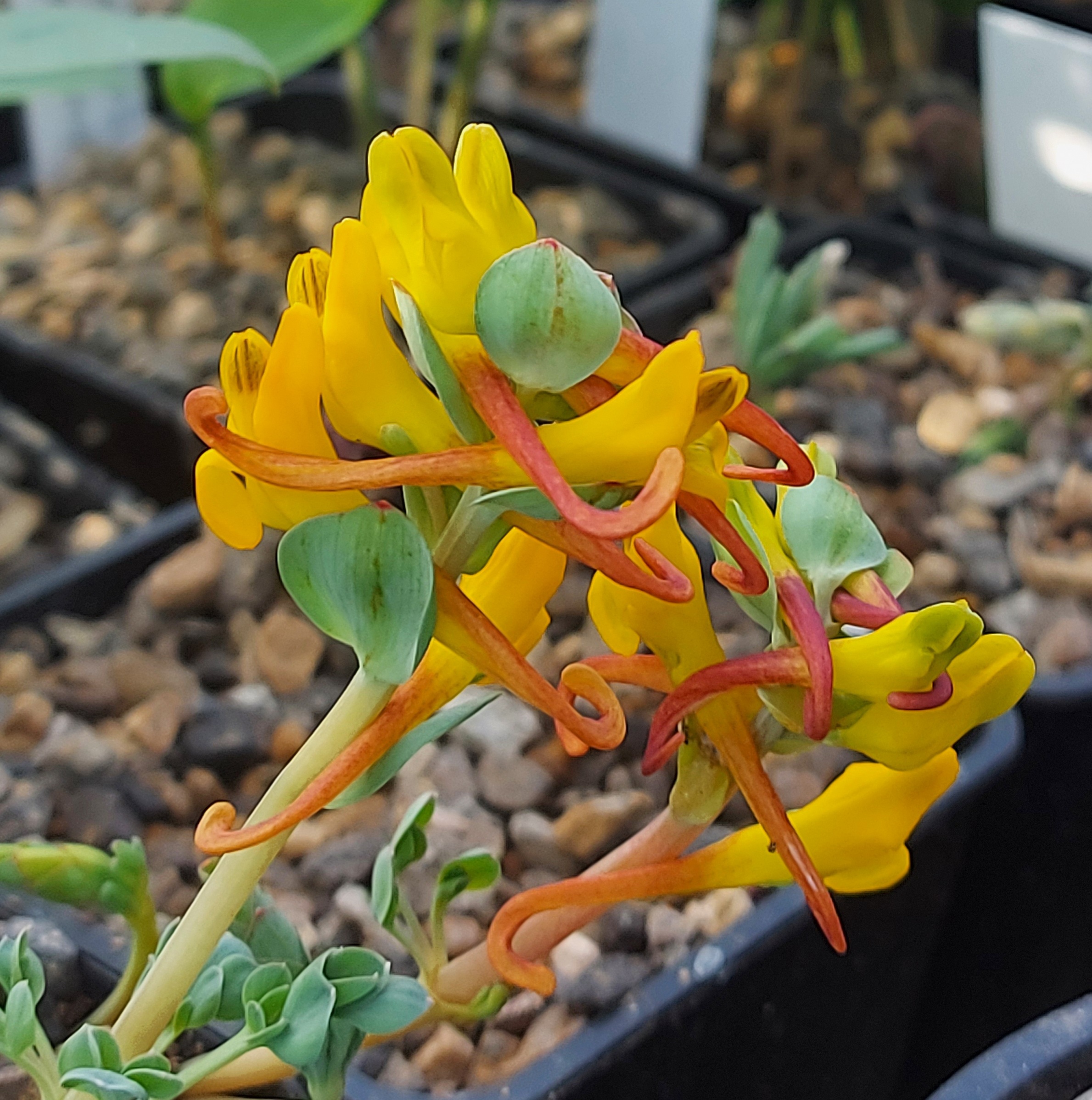 Corydalis sewerzowii