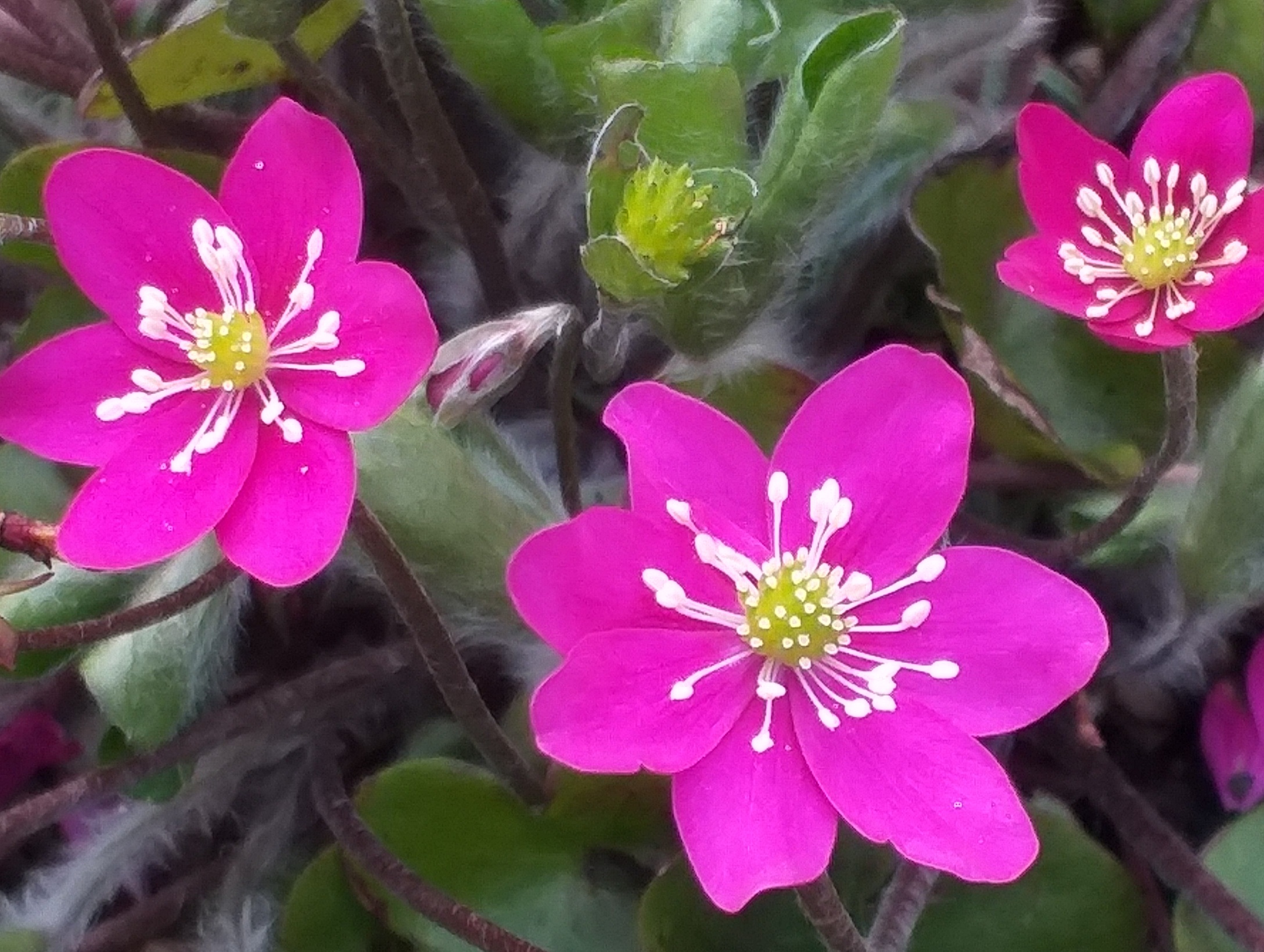 Hepatica nobilis BIBA Red