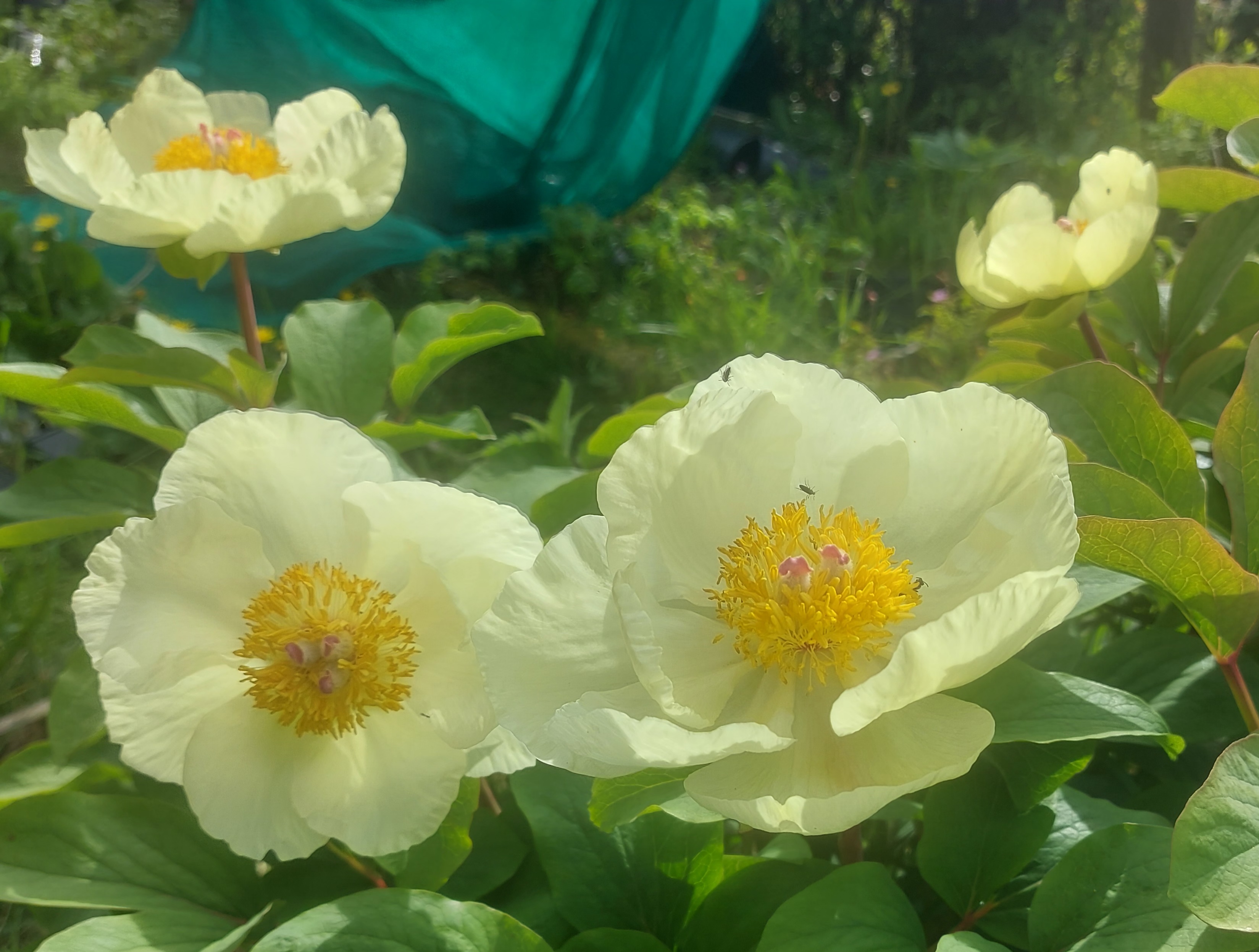 Paeonia mlokosewitschii
