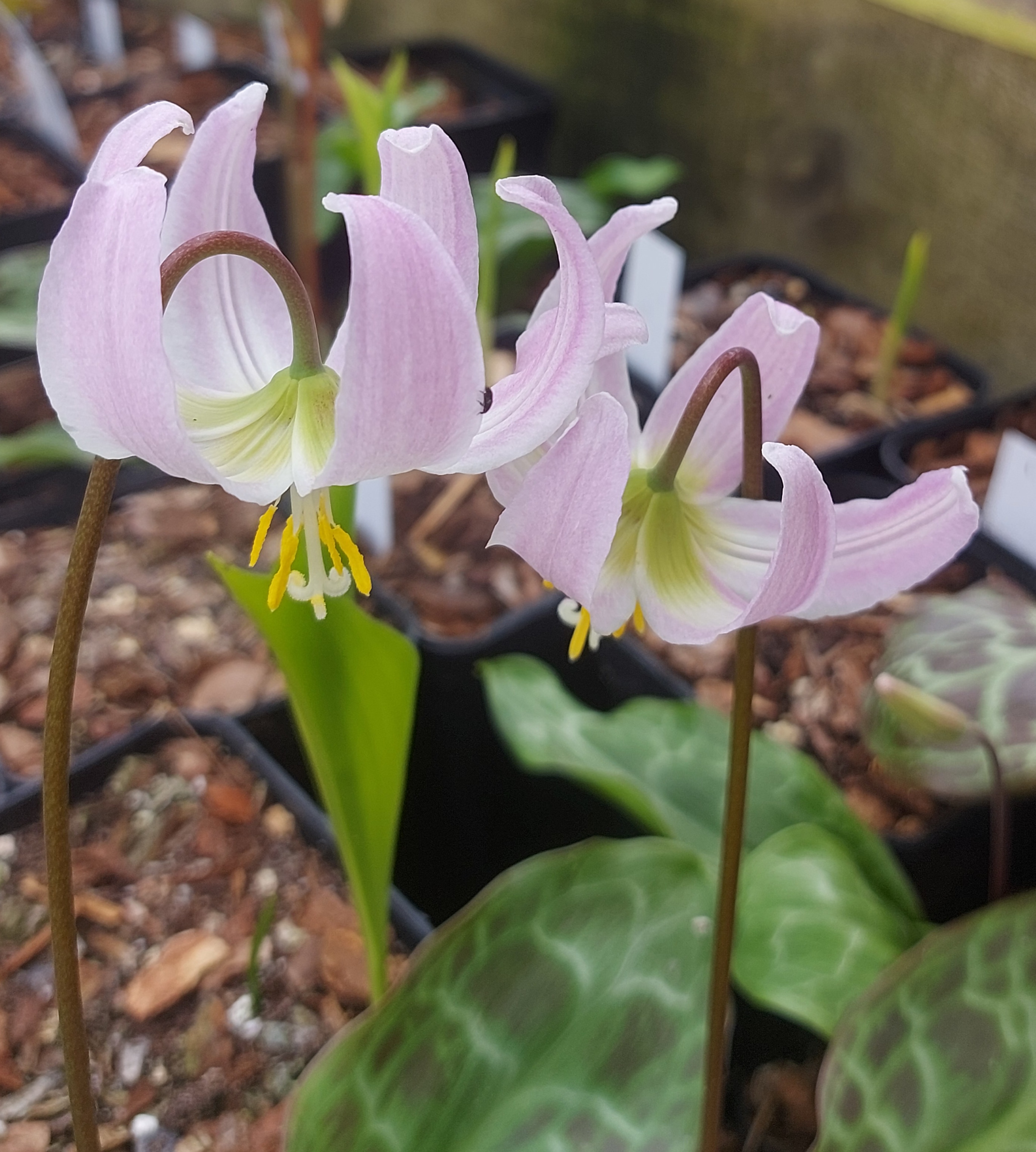 Erythronium Pink Beauty