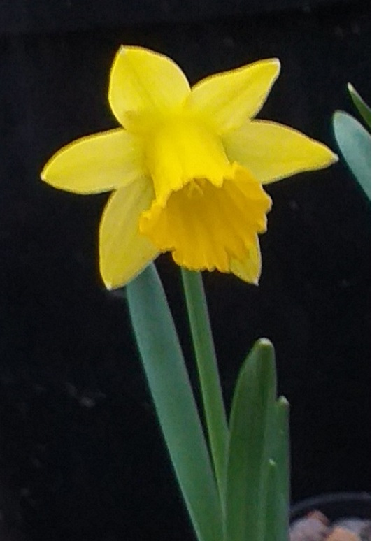 Narcissus Look Sharp