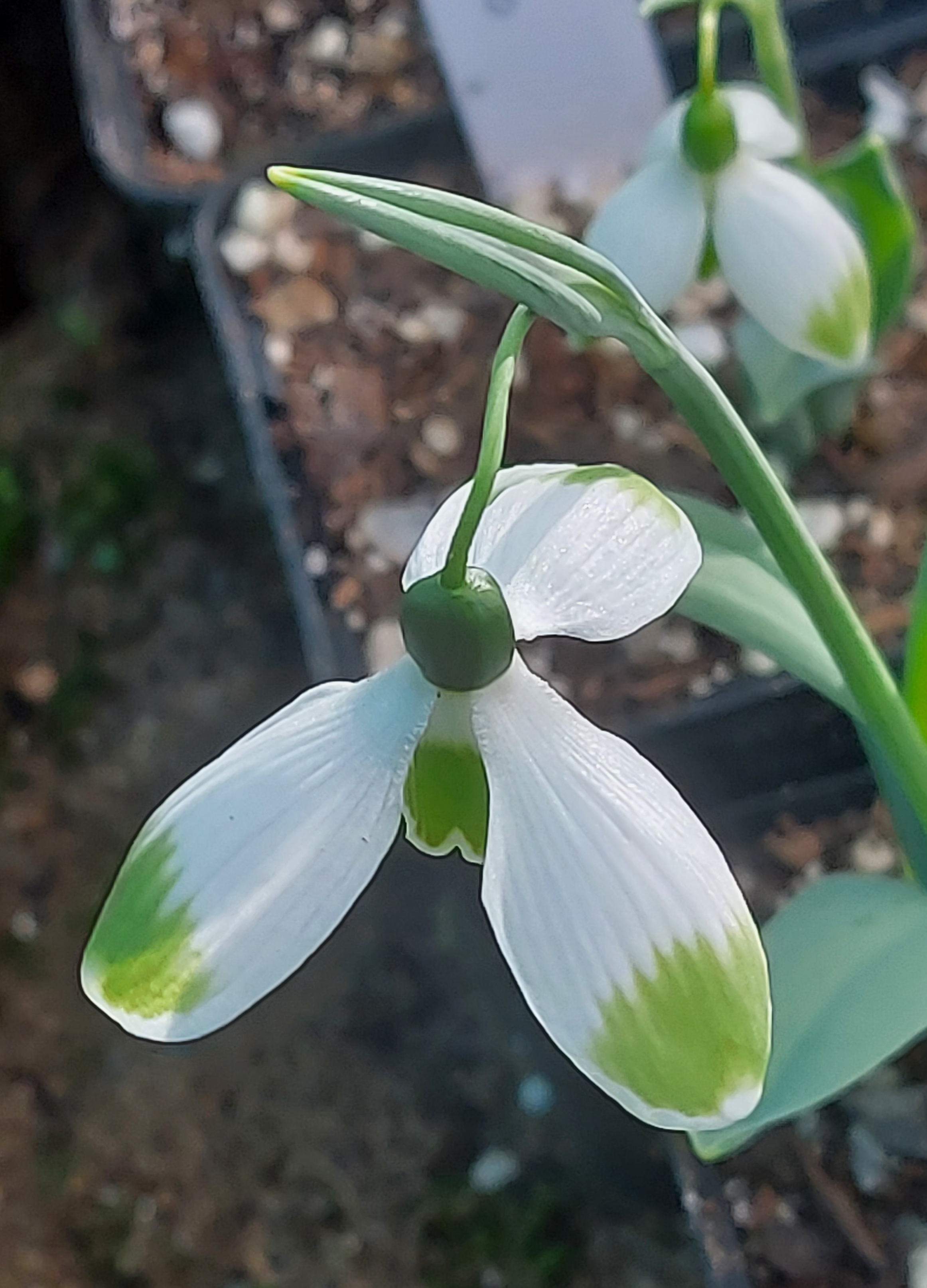 Galanthus Chantry Cracker