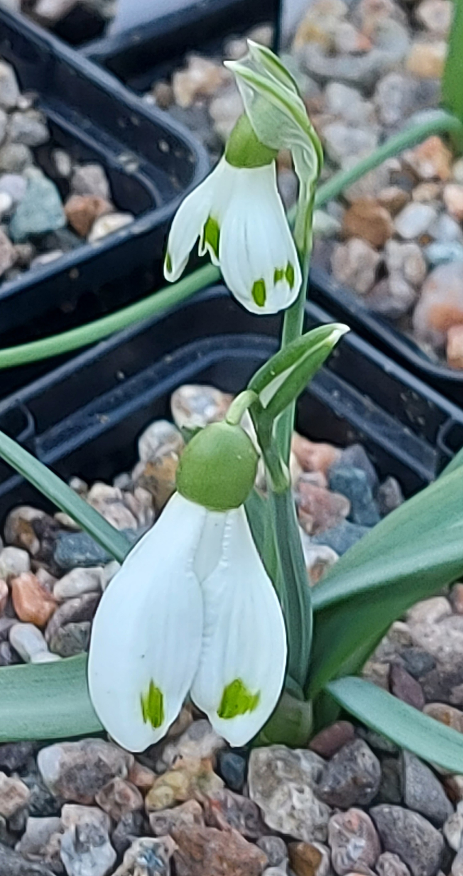 Galanthus nivalis Nero