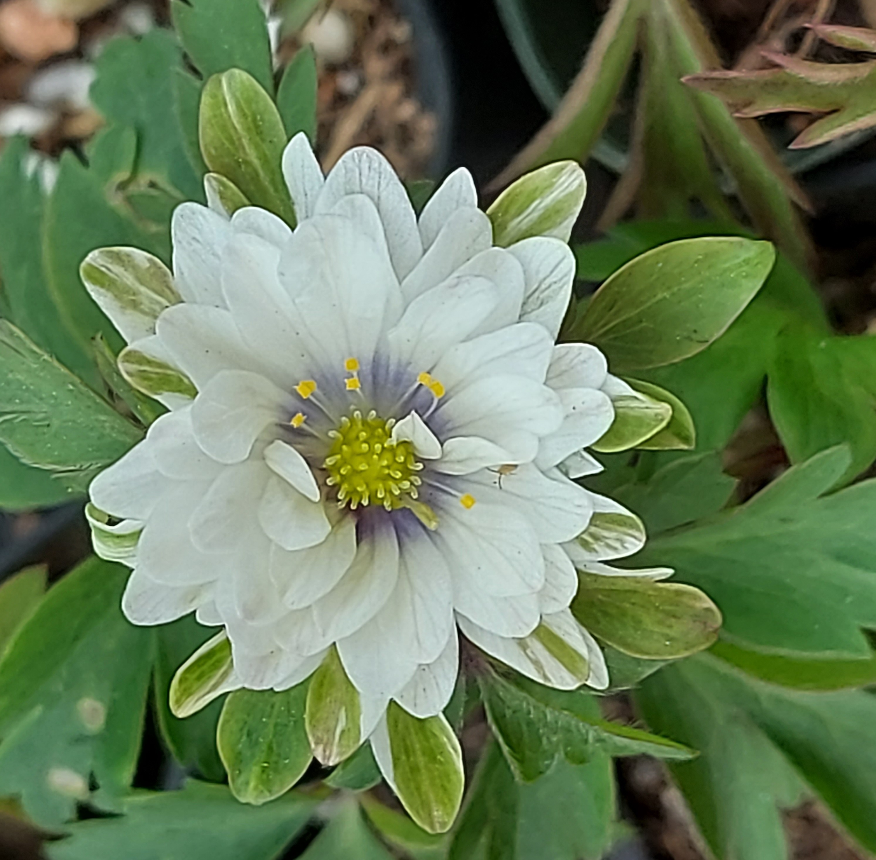 Anemone nemorosa Green Stranger