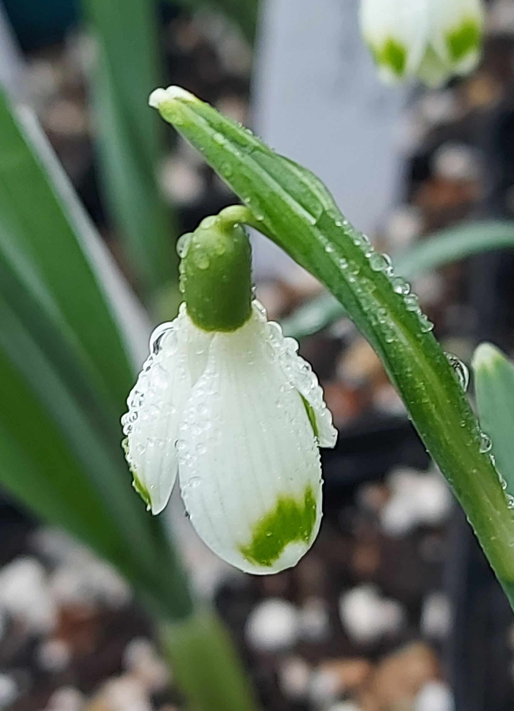 Galanthus Janet Cropley