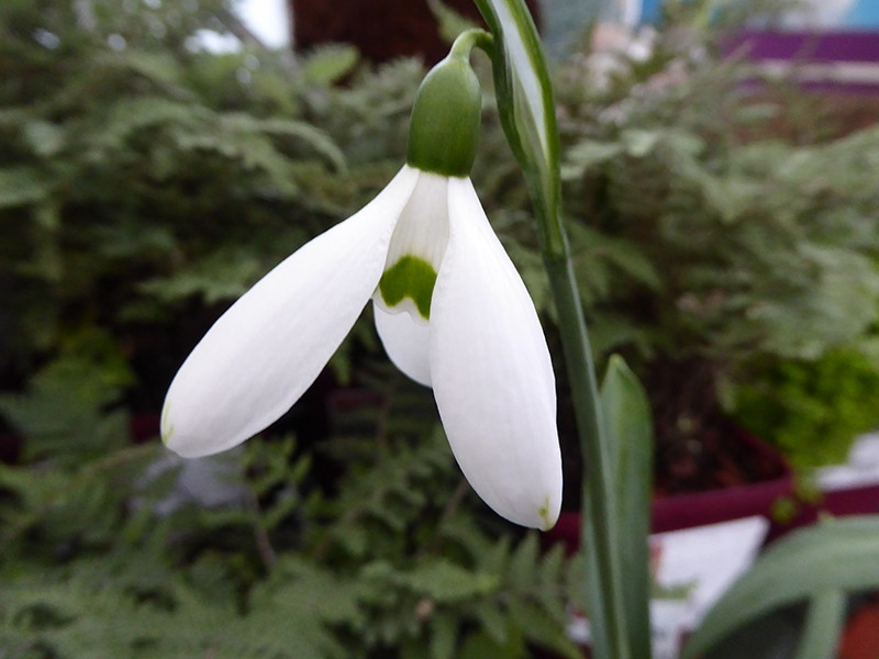 Galanthus elwesii Hercule