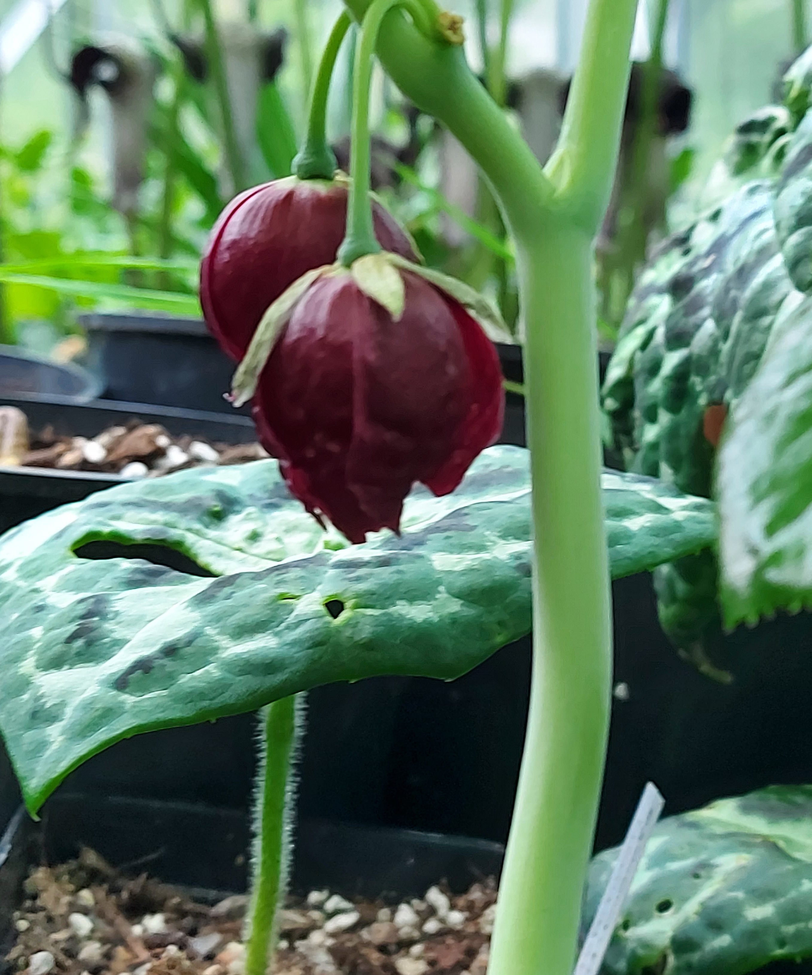 Podophyllum pleianthum