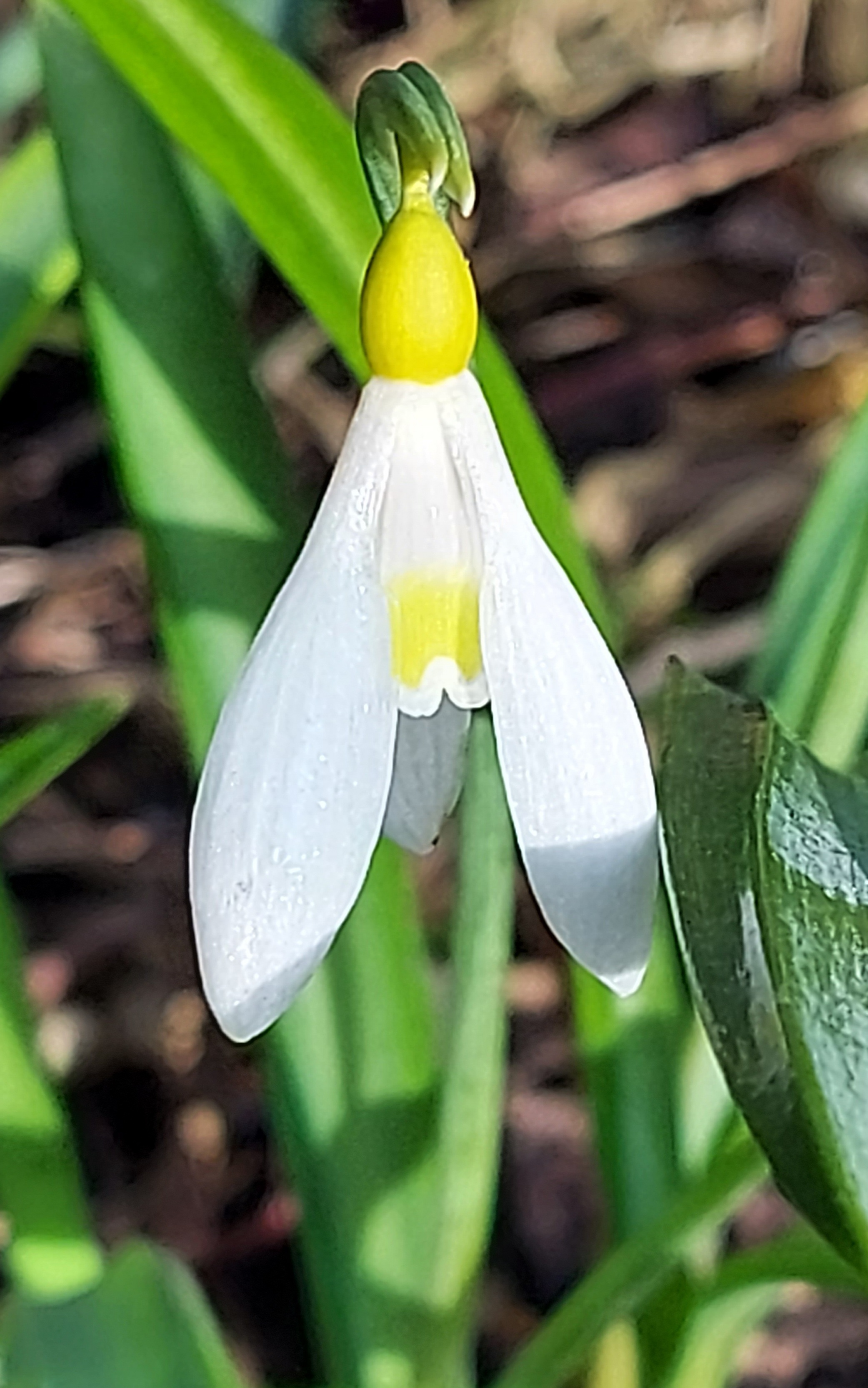 Galanthus June Boardman