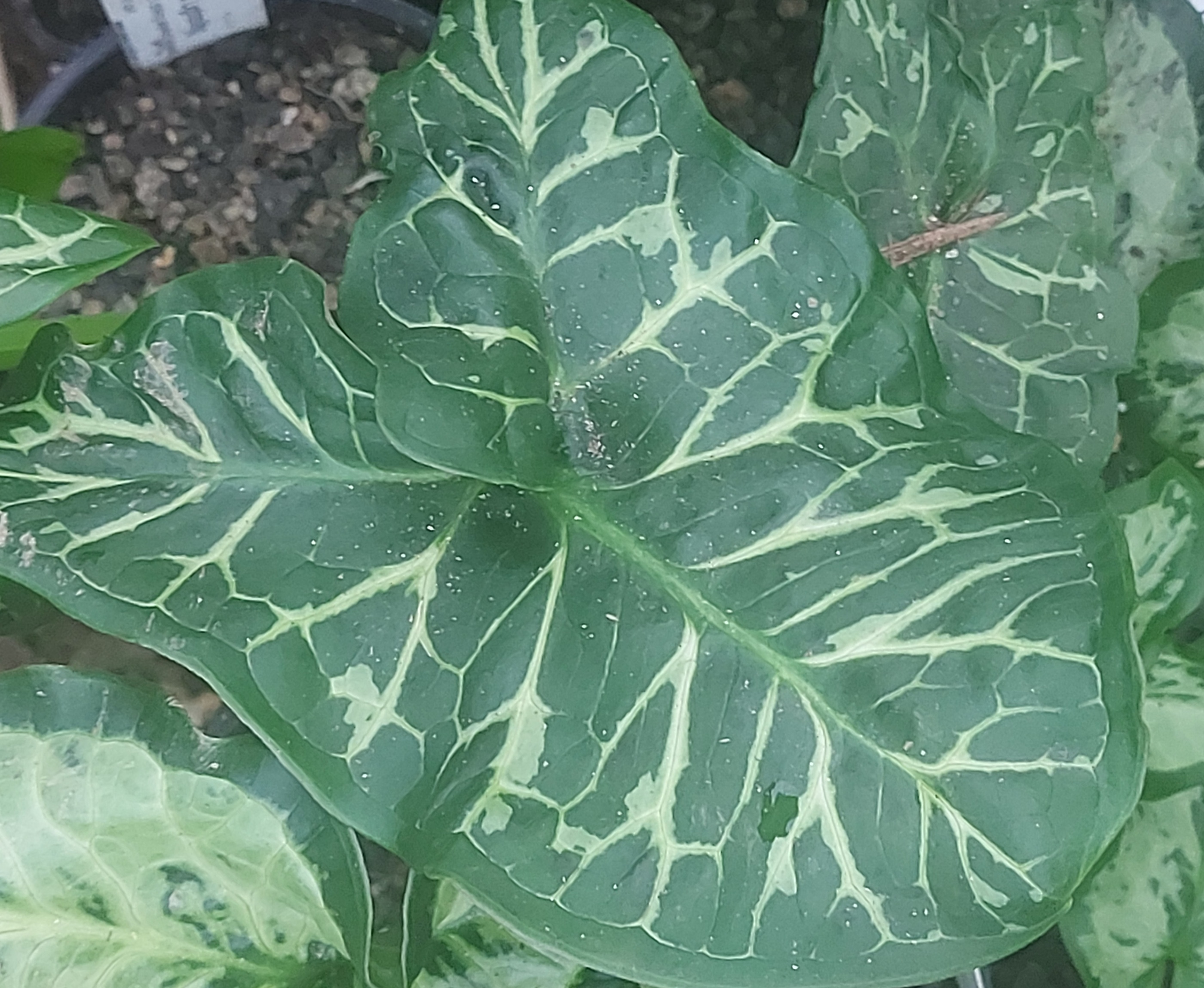 Arum Thunderbolt and Lightning