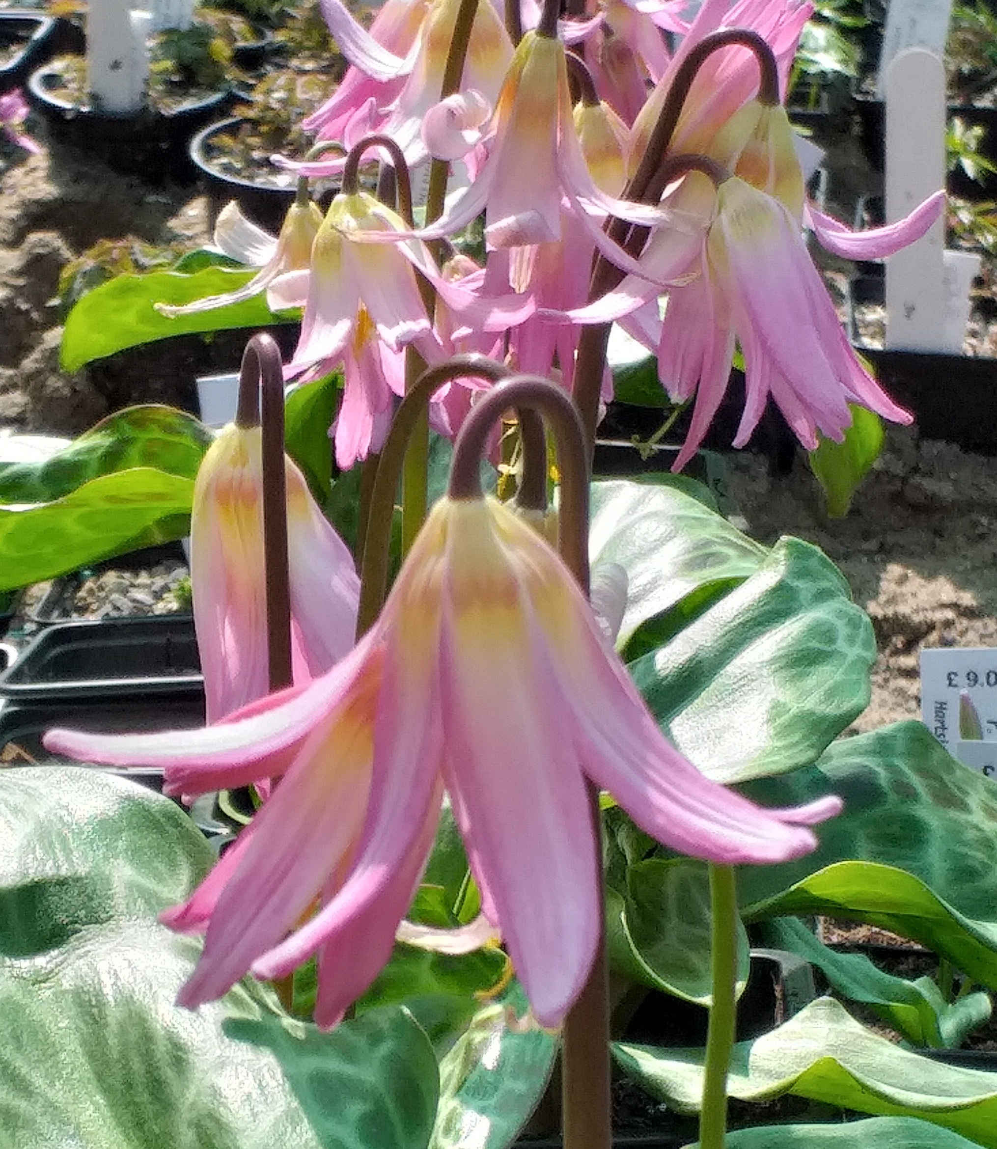 Erythronium Miss Jessop