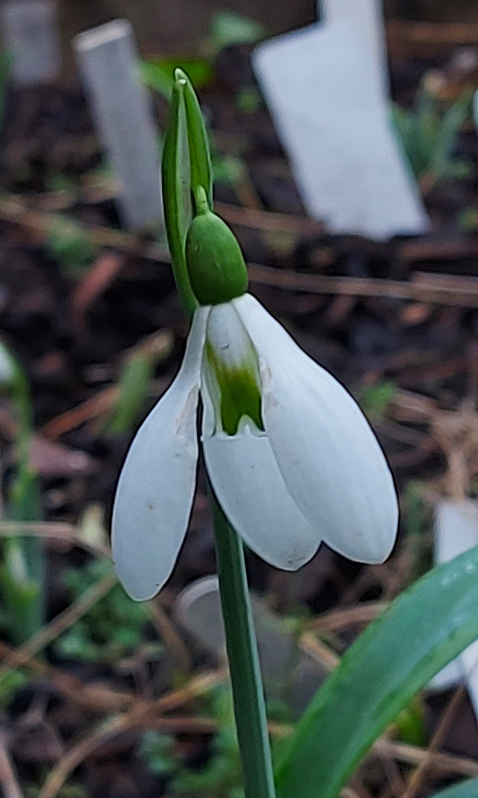 Galanthus Colossus