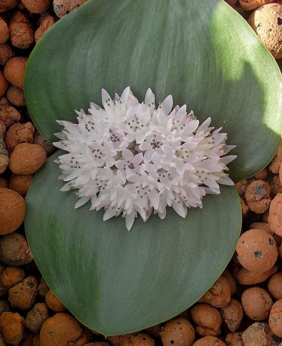 Massonia jasminiflora