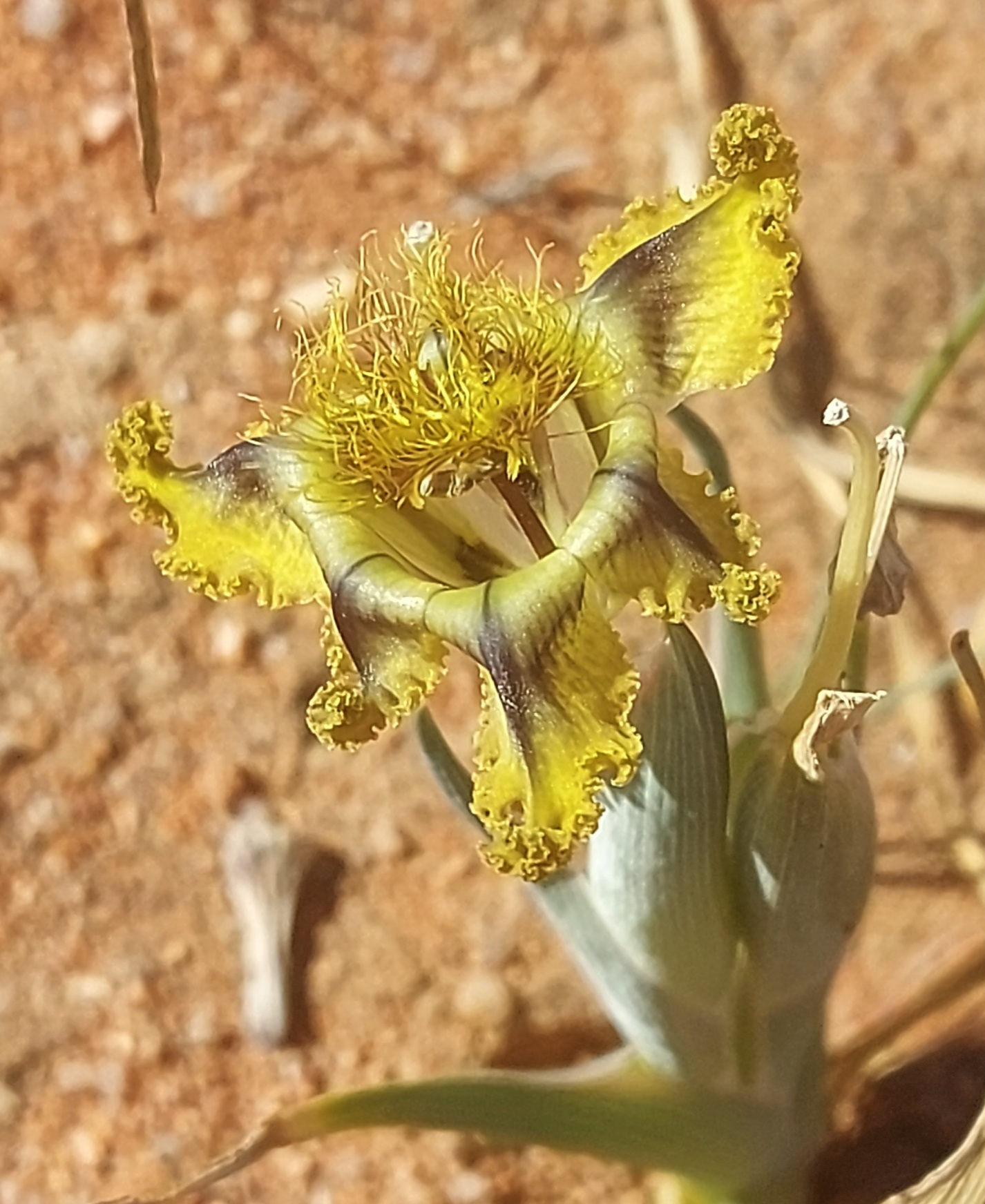 Ferraria divaricata