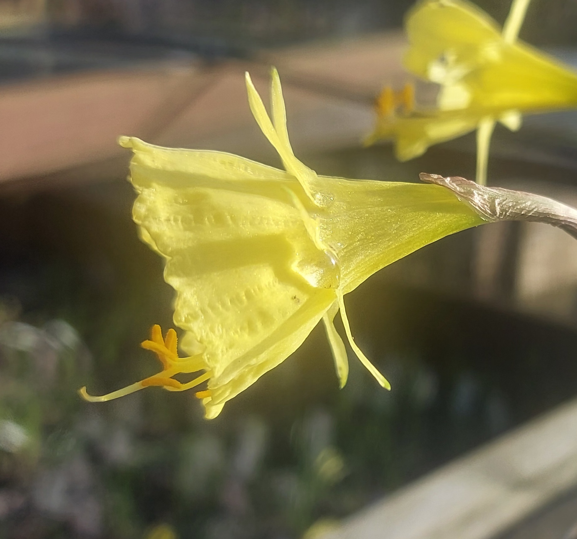 Narcissus bulbocodium Early Form