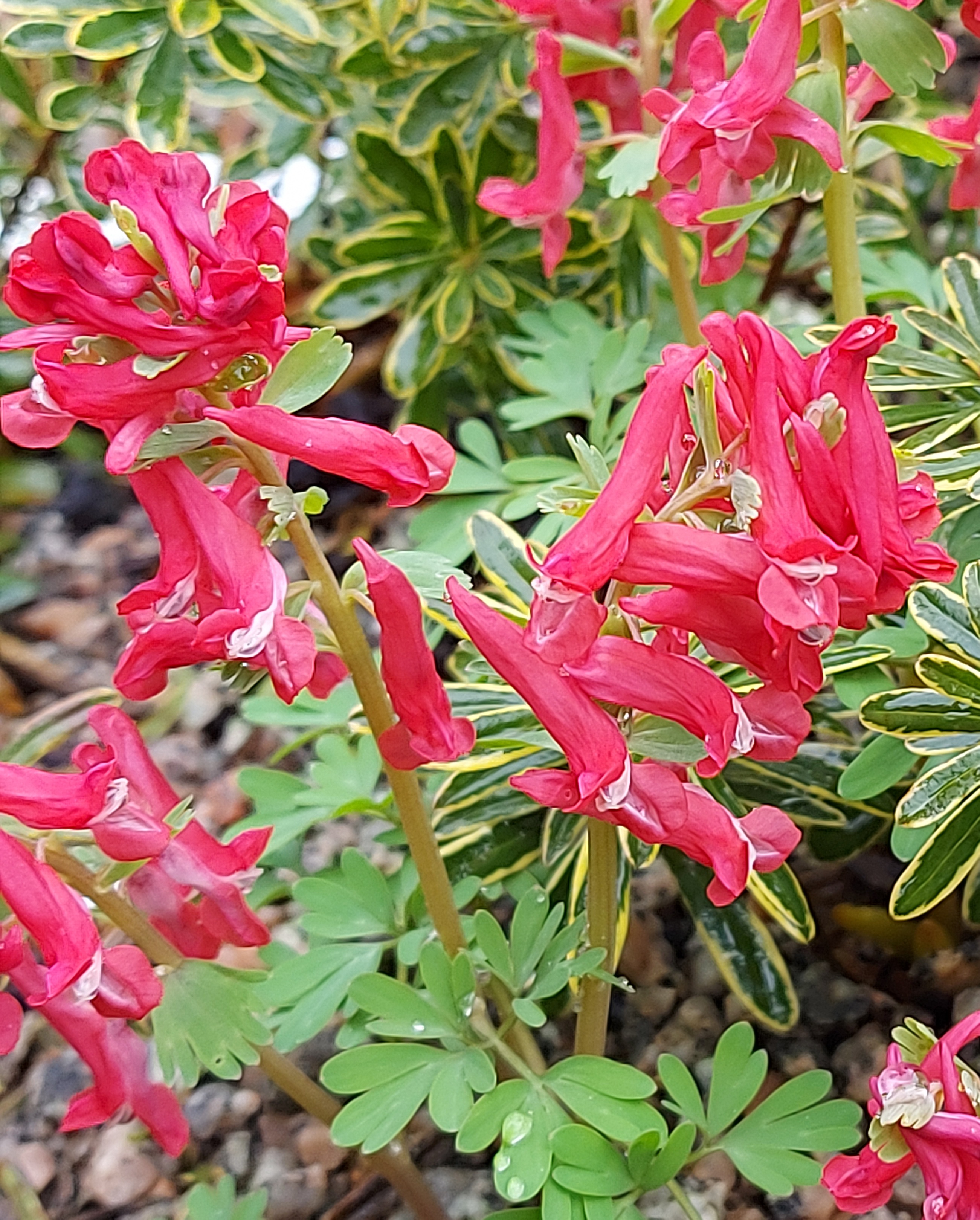 Corydalis Craigton Red