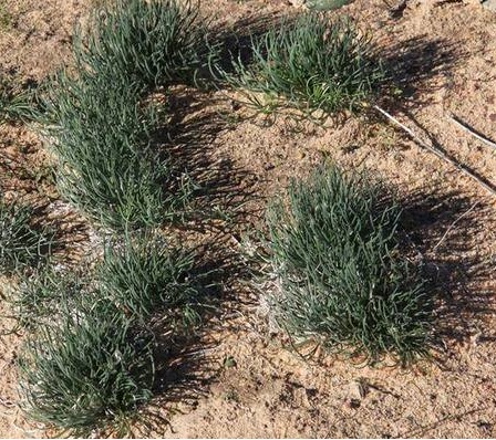 Gethyllis campanulata