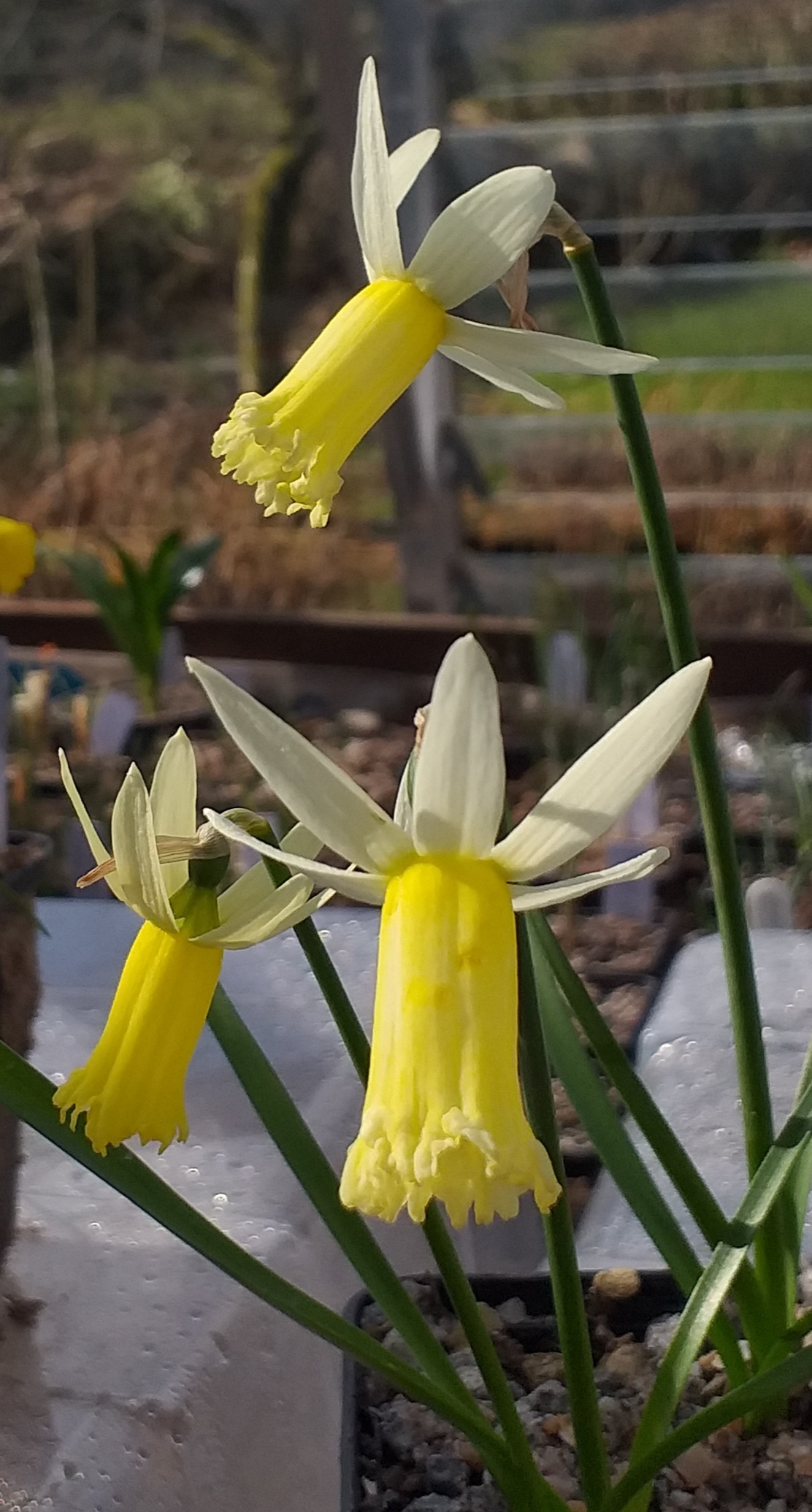 Narcissus Speedie