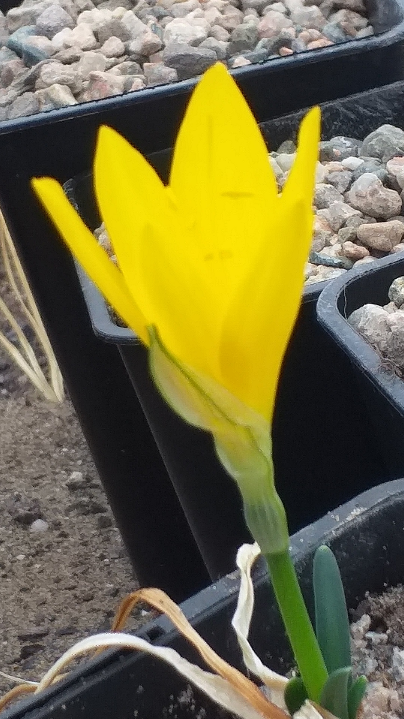 Sternbergia Arcadian Sun