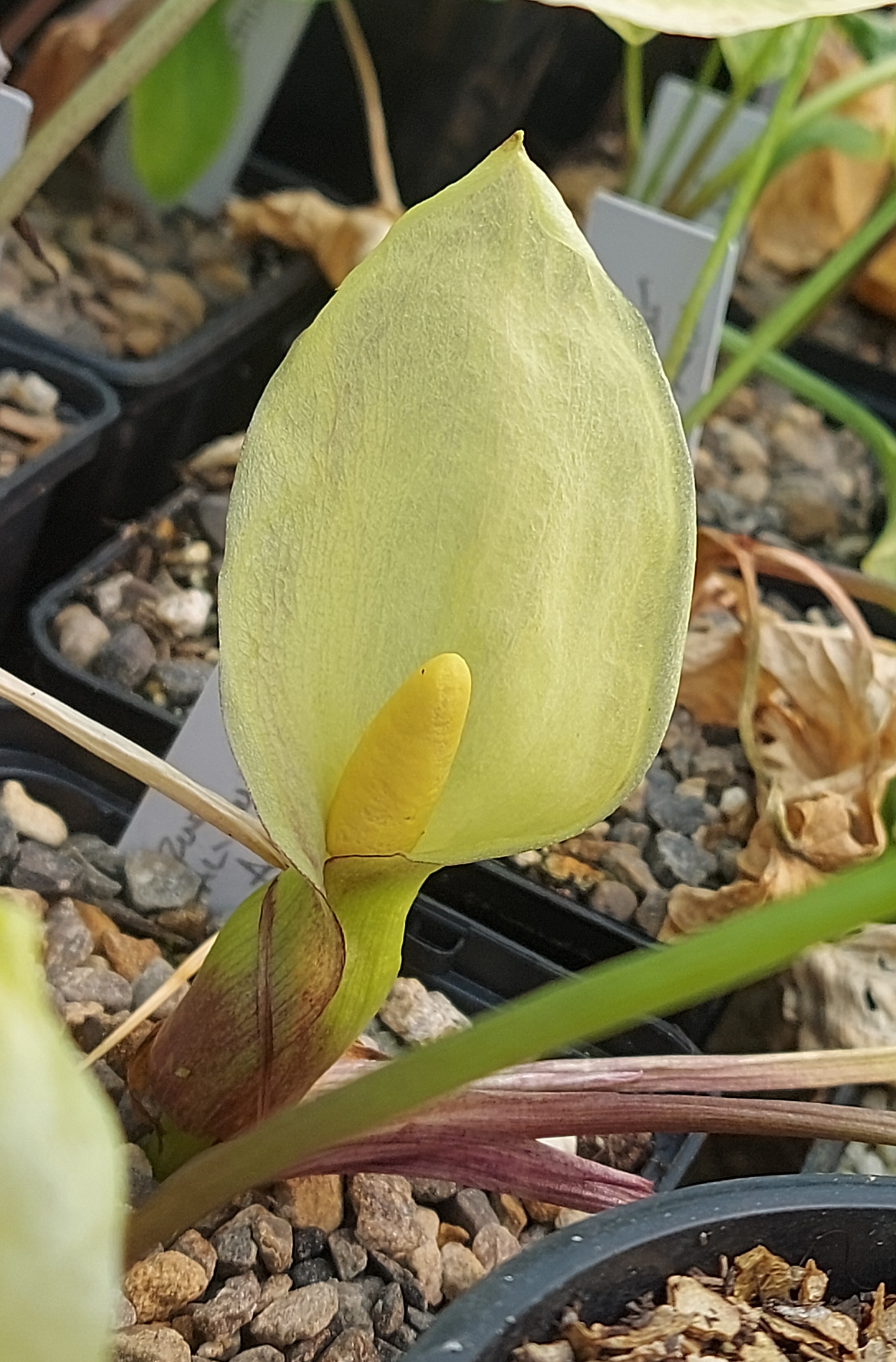 Arum italicum Lord Aron