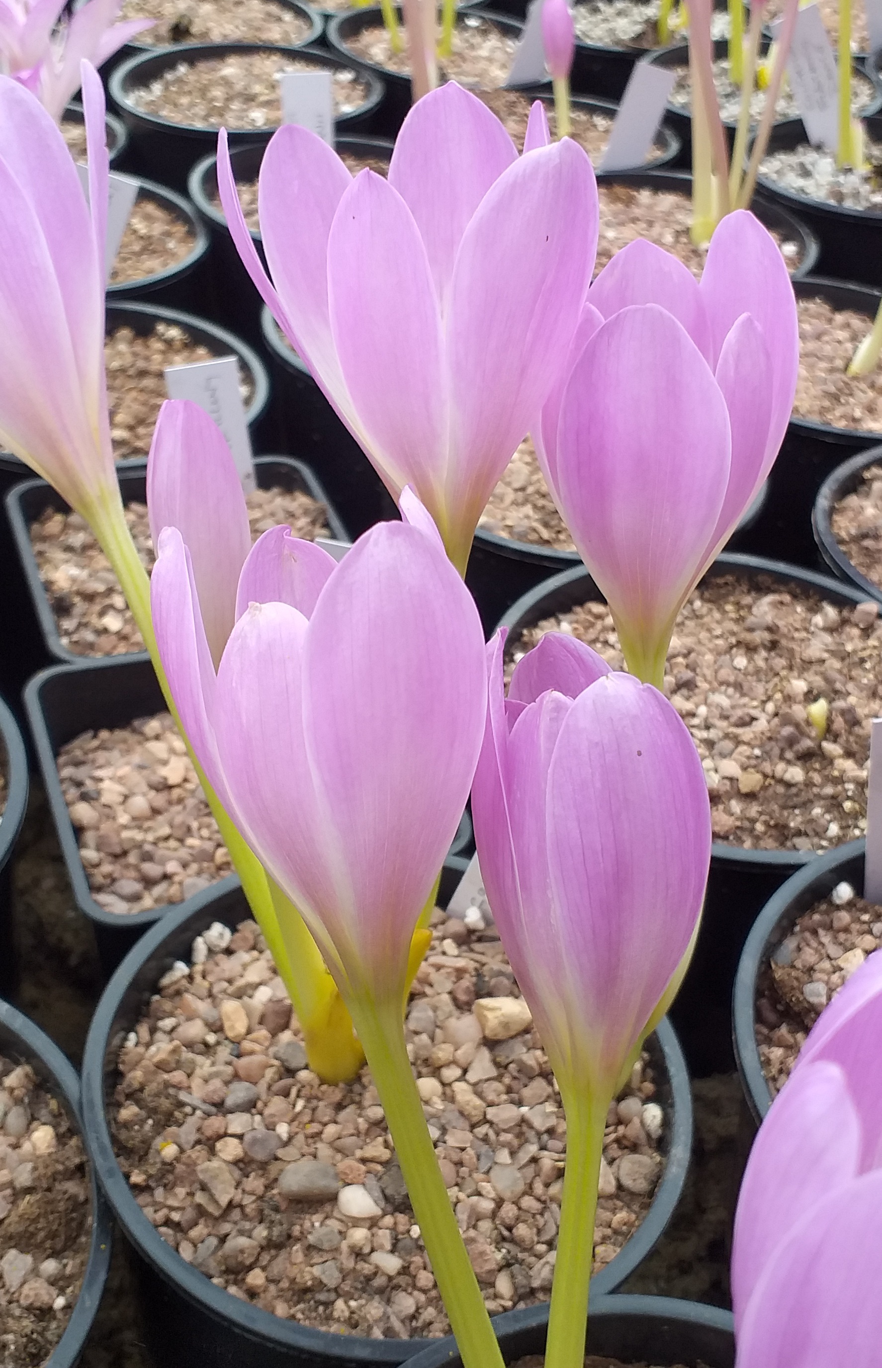 Colchicum Gracia