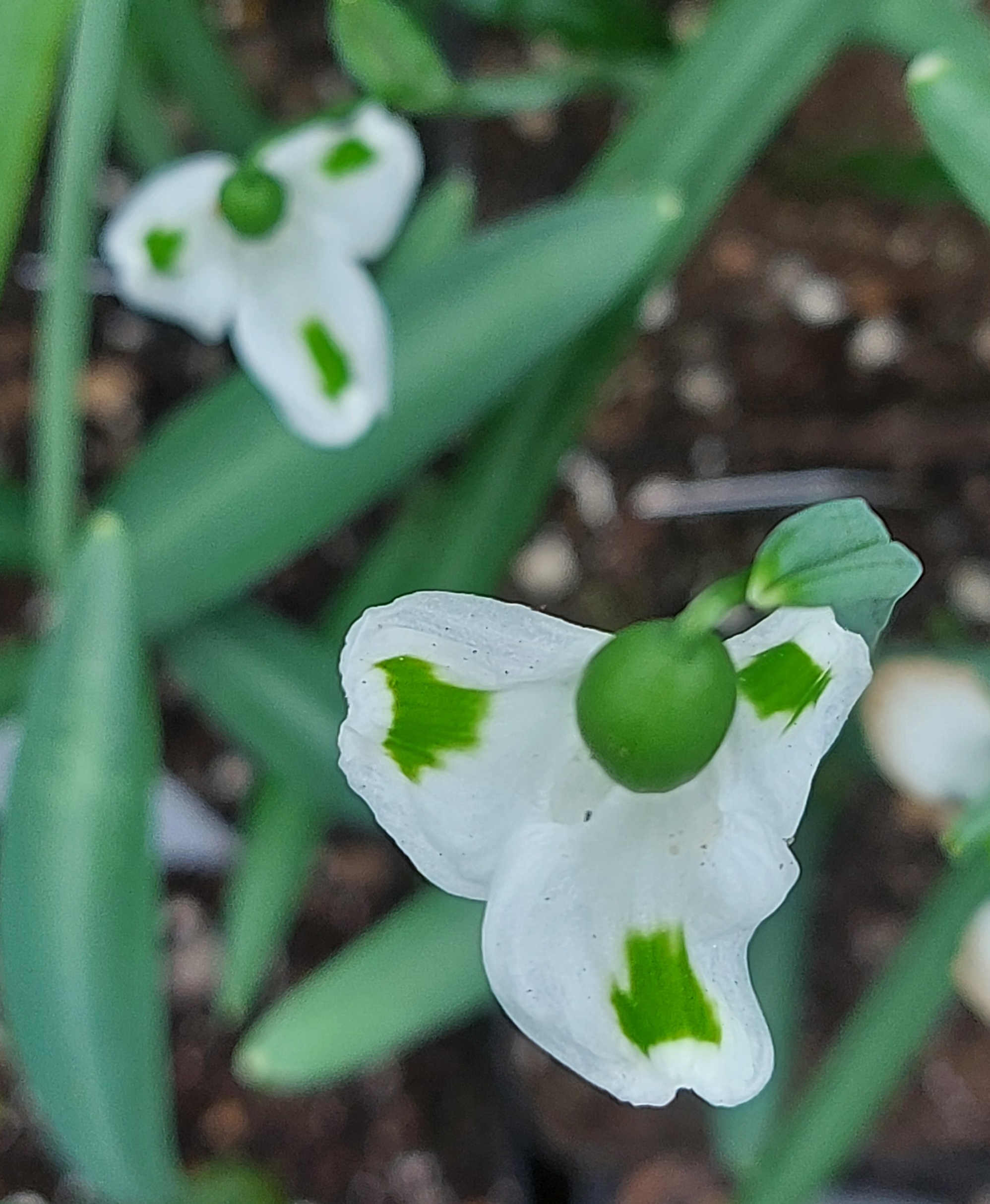 Galanthus Fieldgate Imp