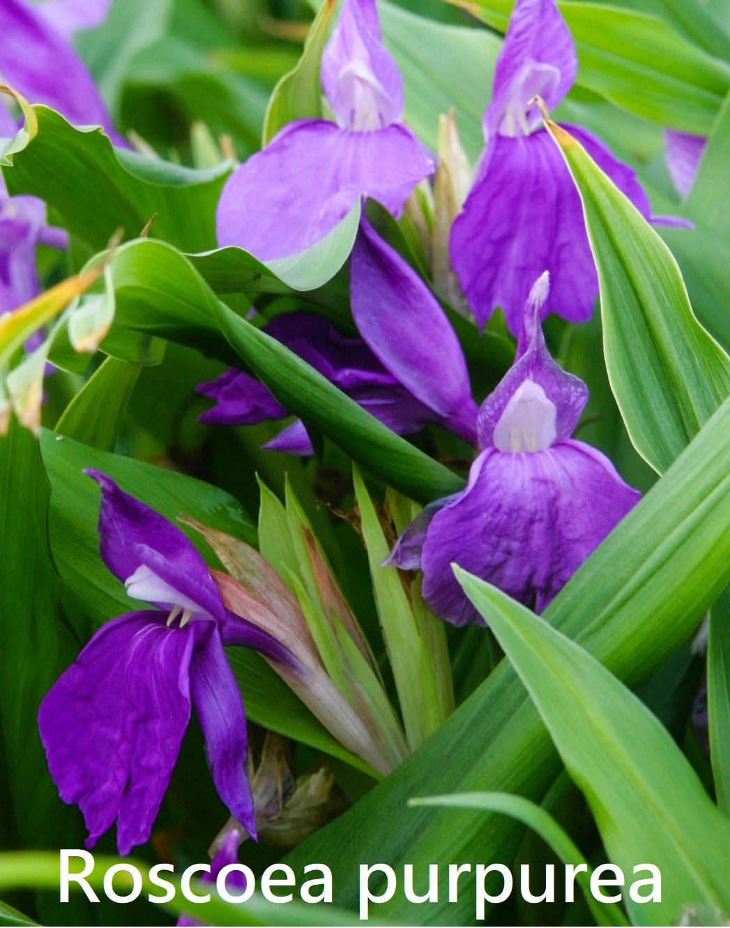 Roscoea purpurea