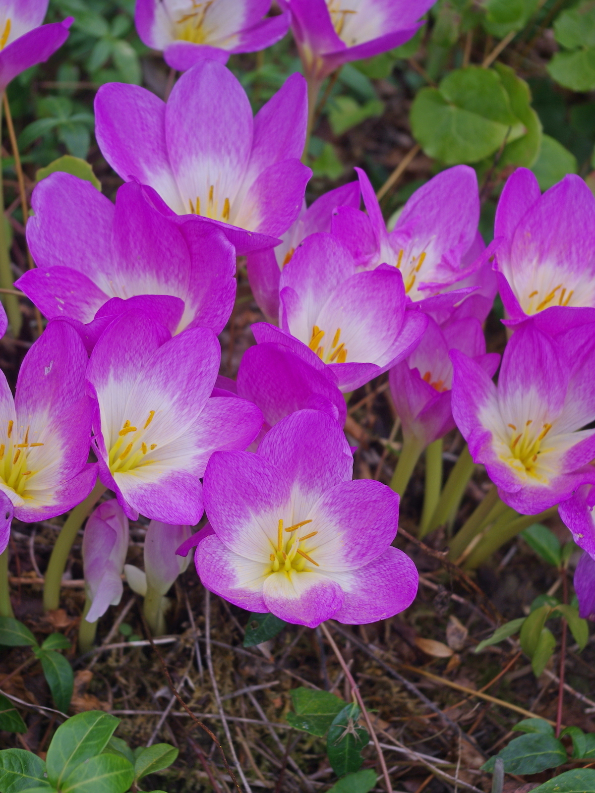Colchicum Glory of Heemstede