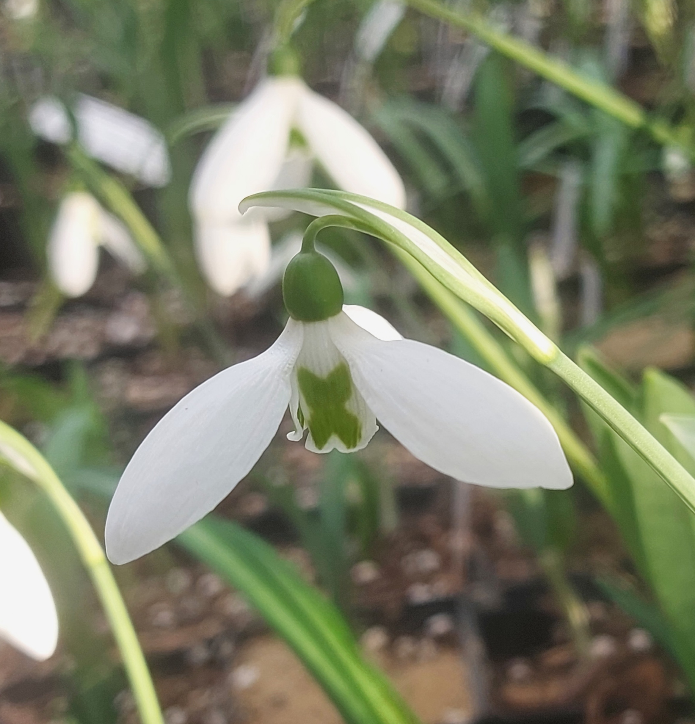 Galanthus Maidwell L