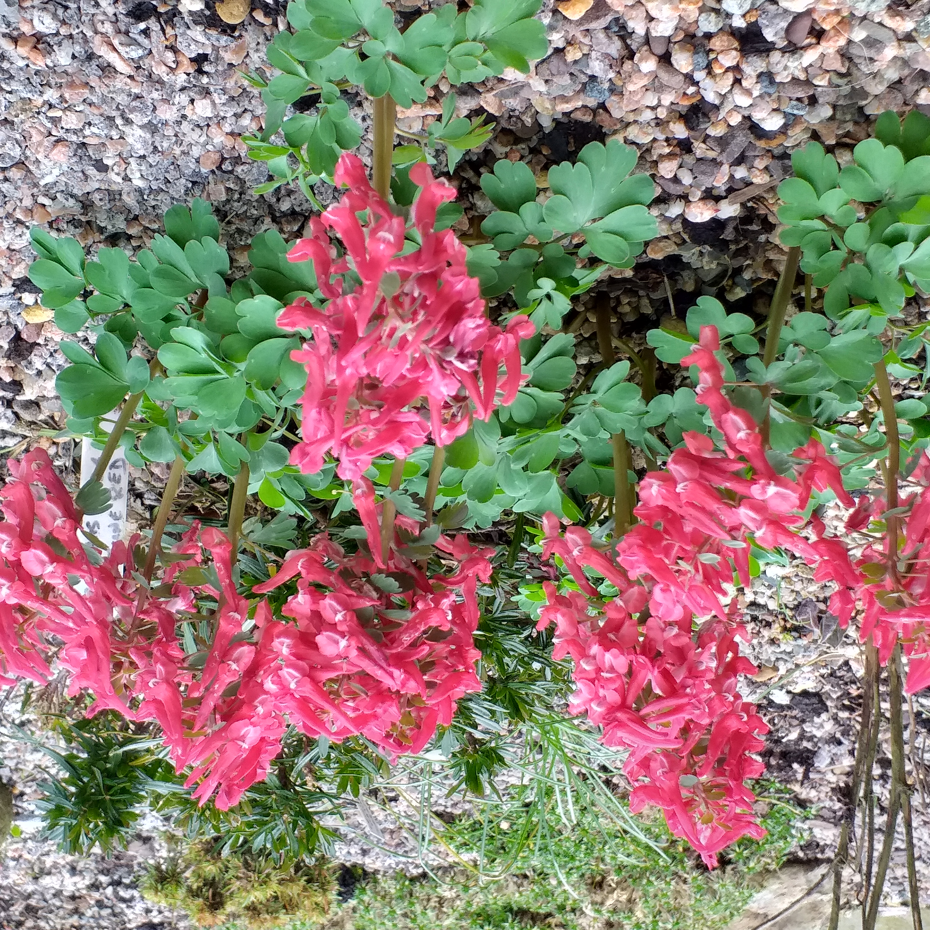 Corydalis Lentune Red