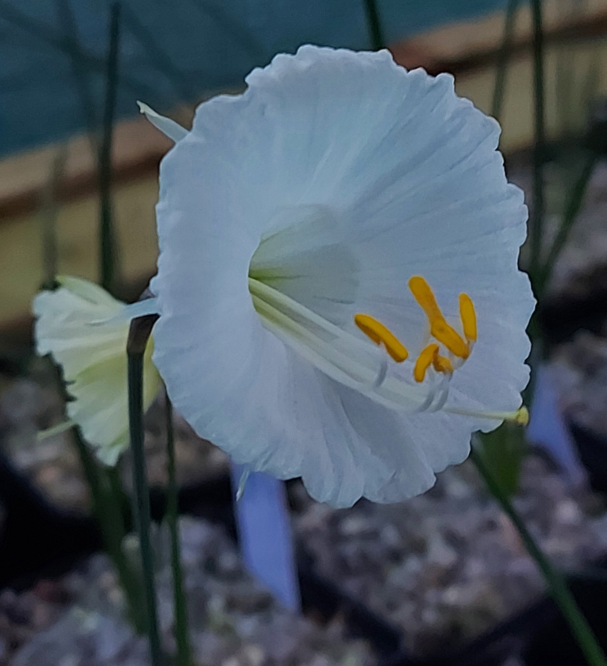 Narcissus Tethys