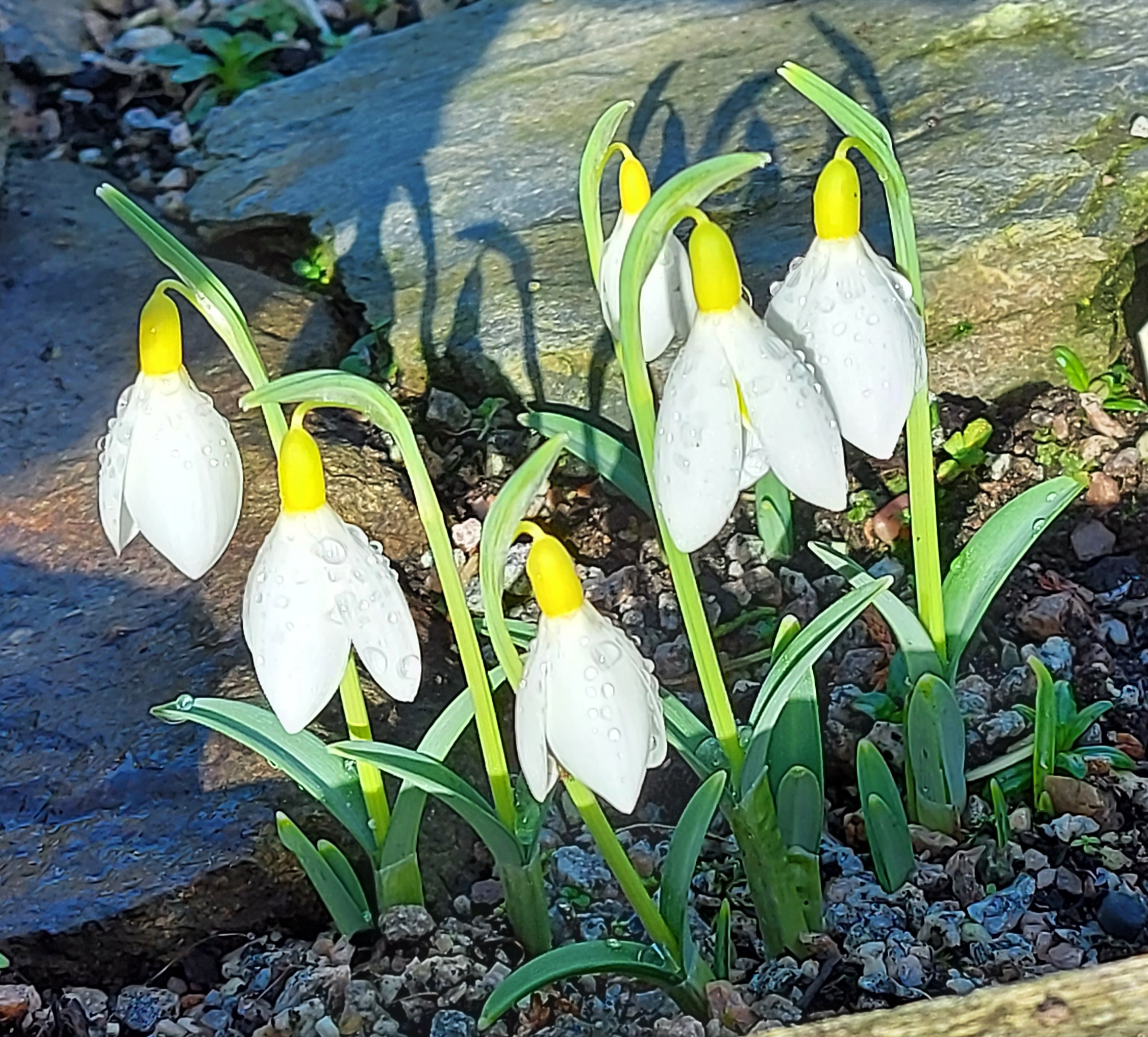 Galanthus Dryad Gold Bullion
