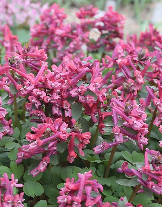 Corydalis Royal Red