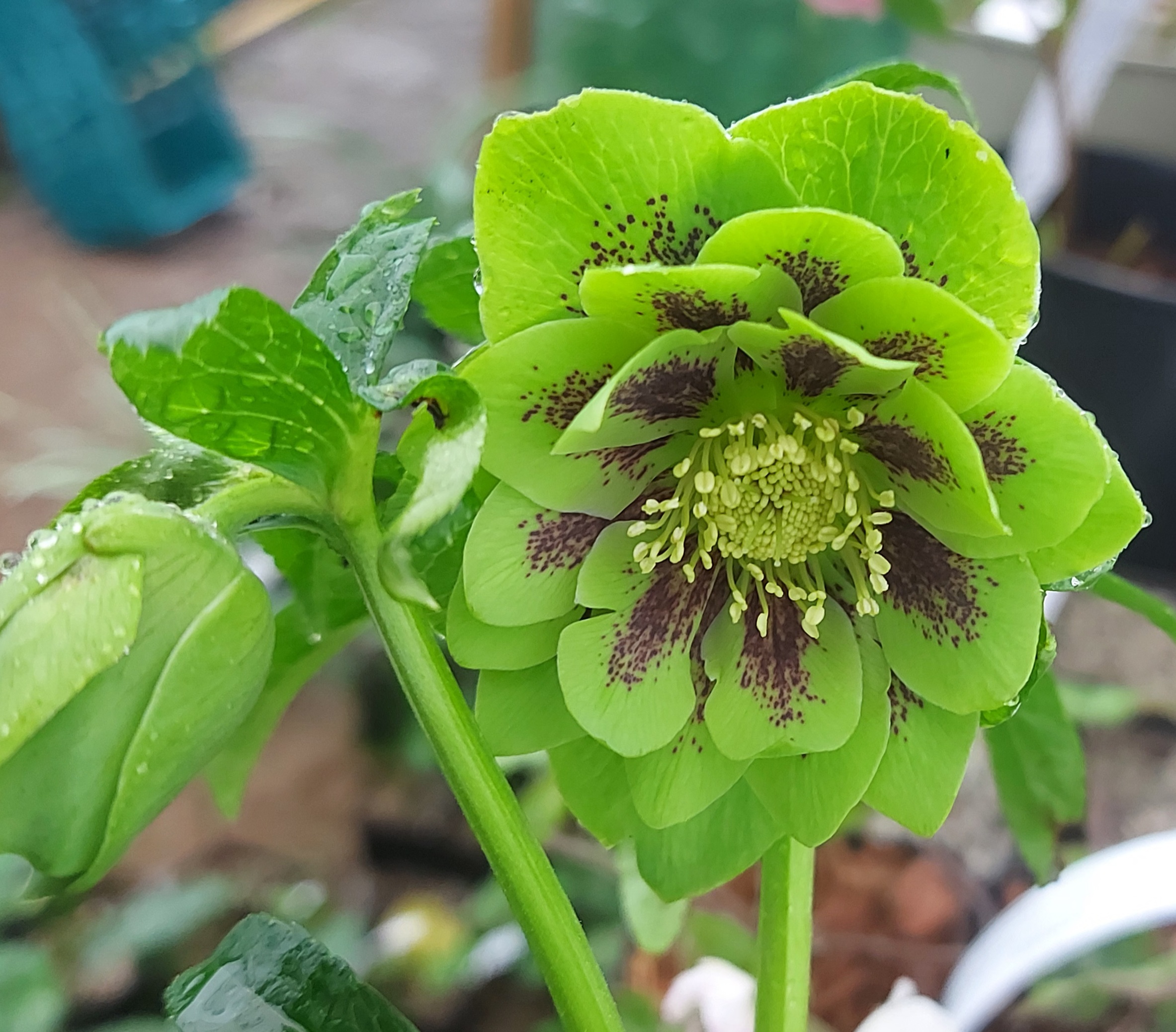 Helleborus x hybridus Double Green Red Spots