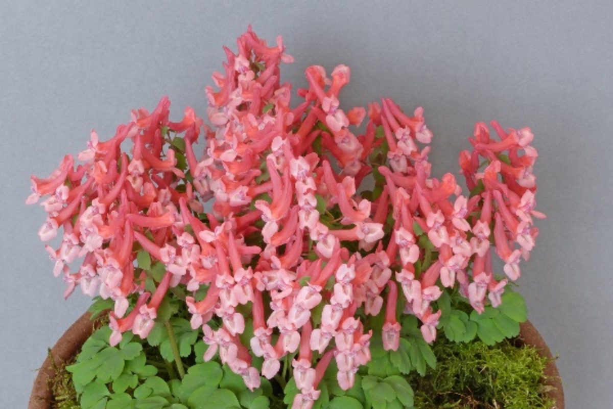 Corydalis Falls of Nimrodel