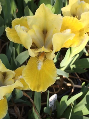 Iris Price of Tuscany