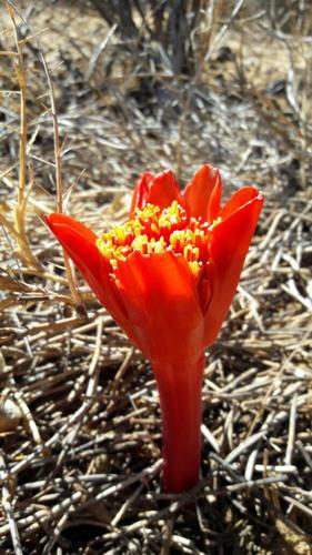 Haemanthus pubescens ssp pubescens