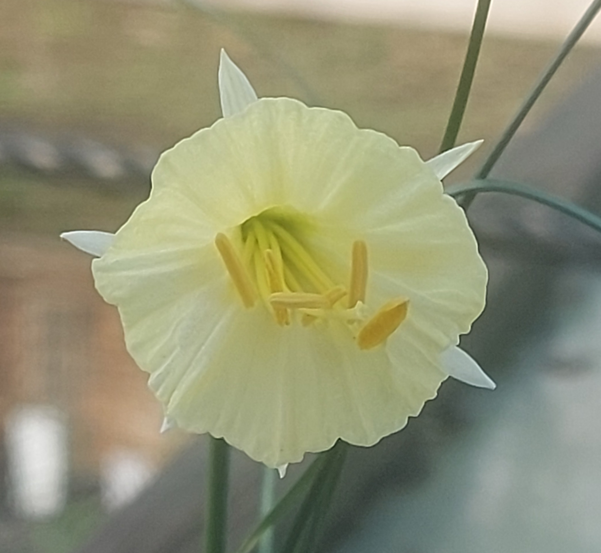 Narcissus Columba