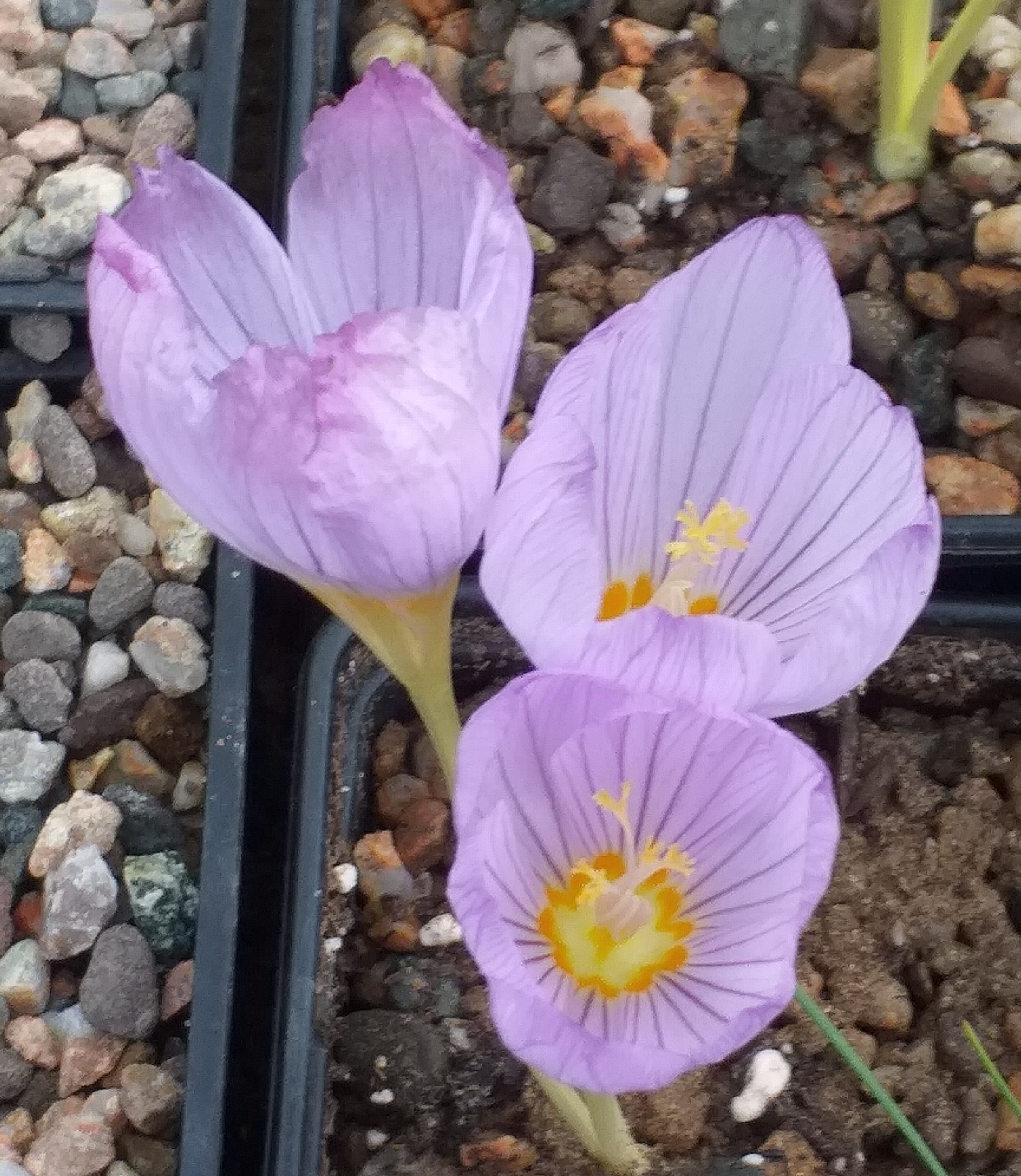 Crocus hatayensis