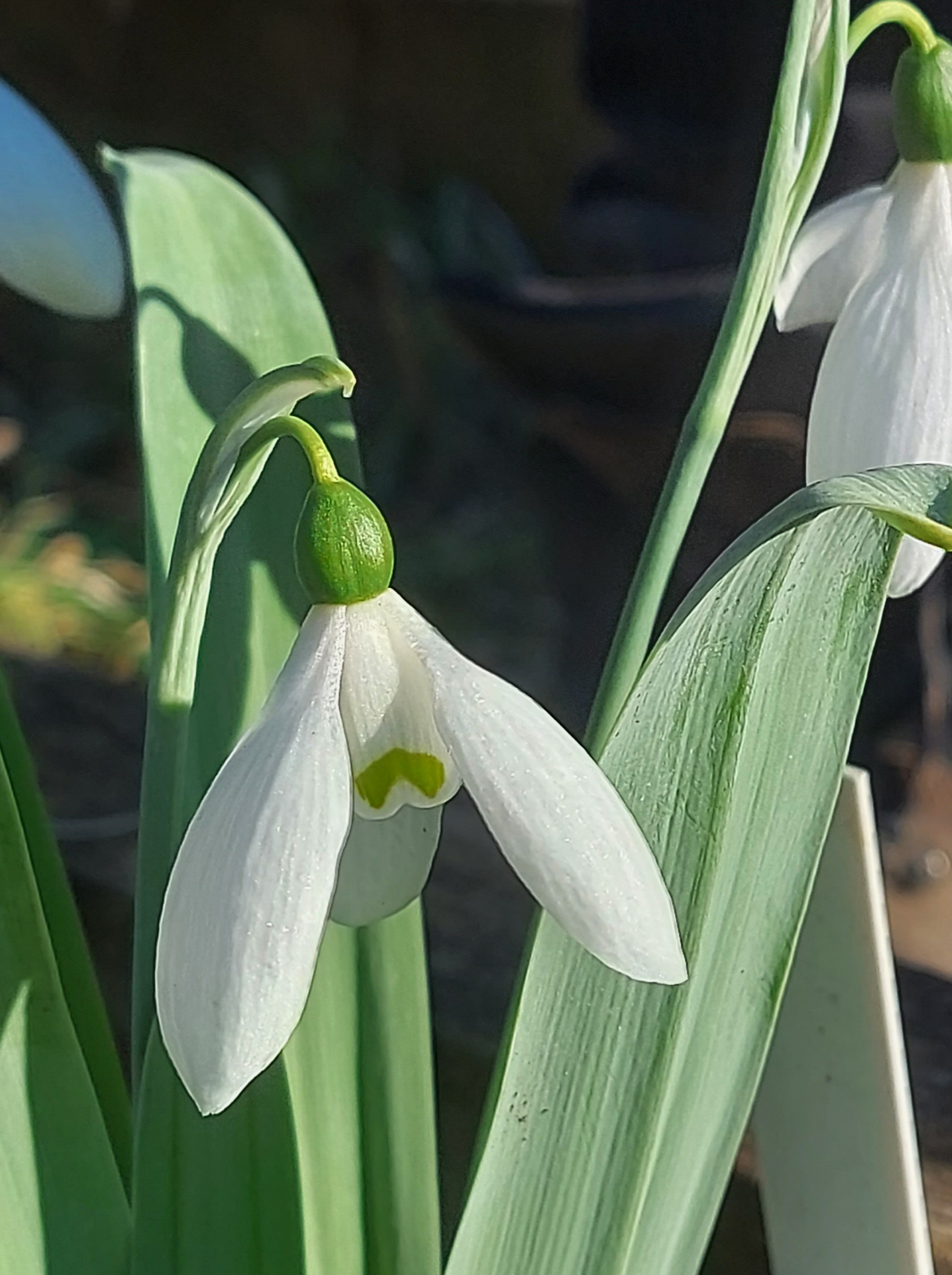 Galanthus Marjorie Brown