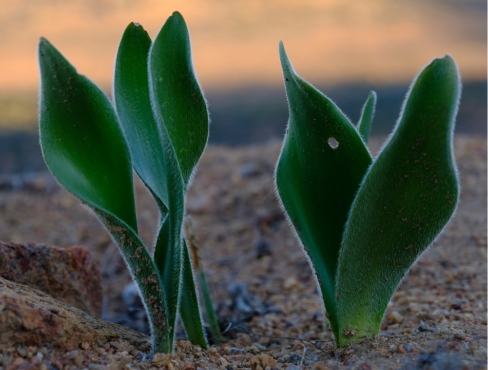 Haemanthus dasyphyllus