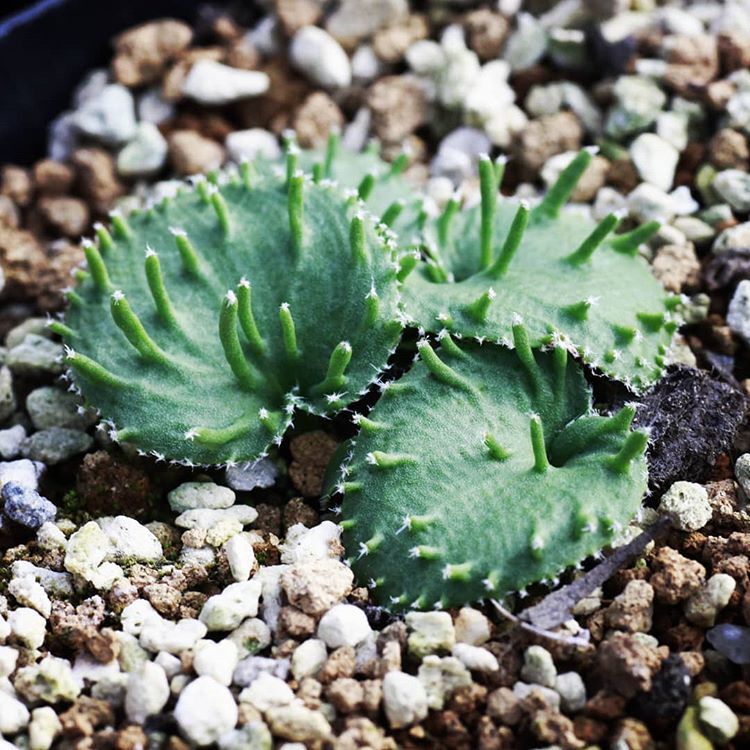 Eriospermum appendiculatum