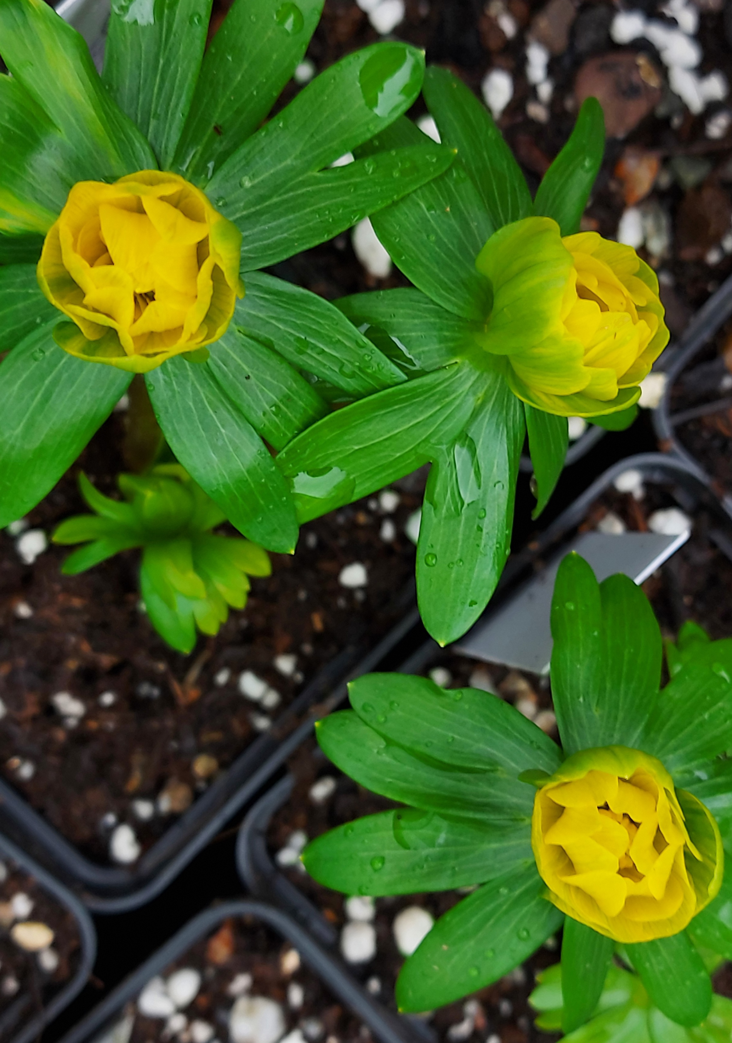 Eranthis Grunspecht