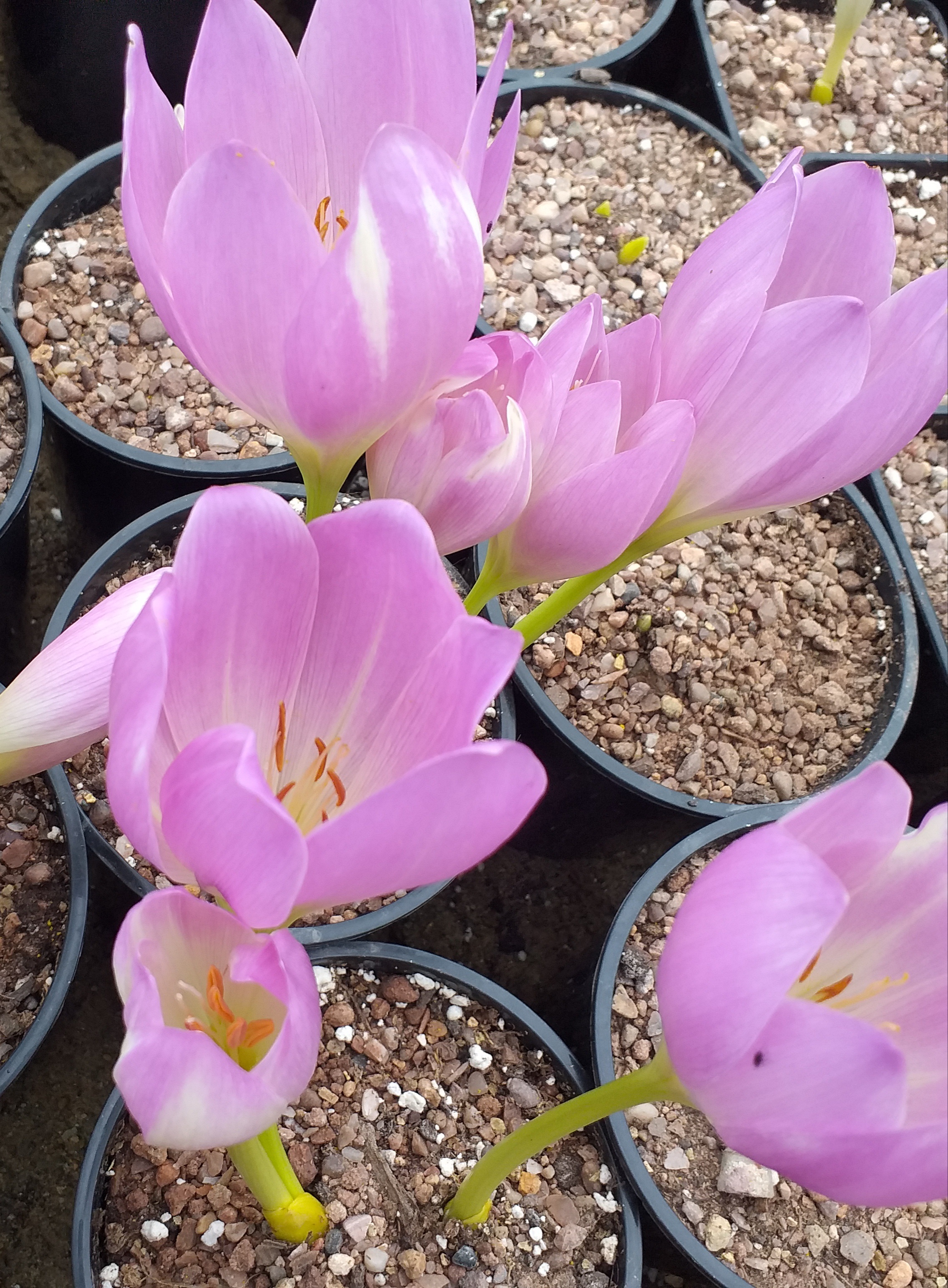 Colchicum Daendels