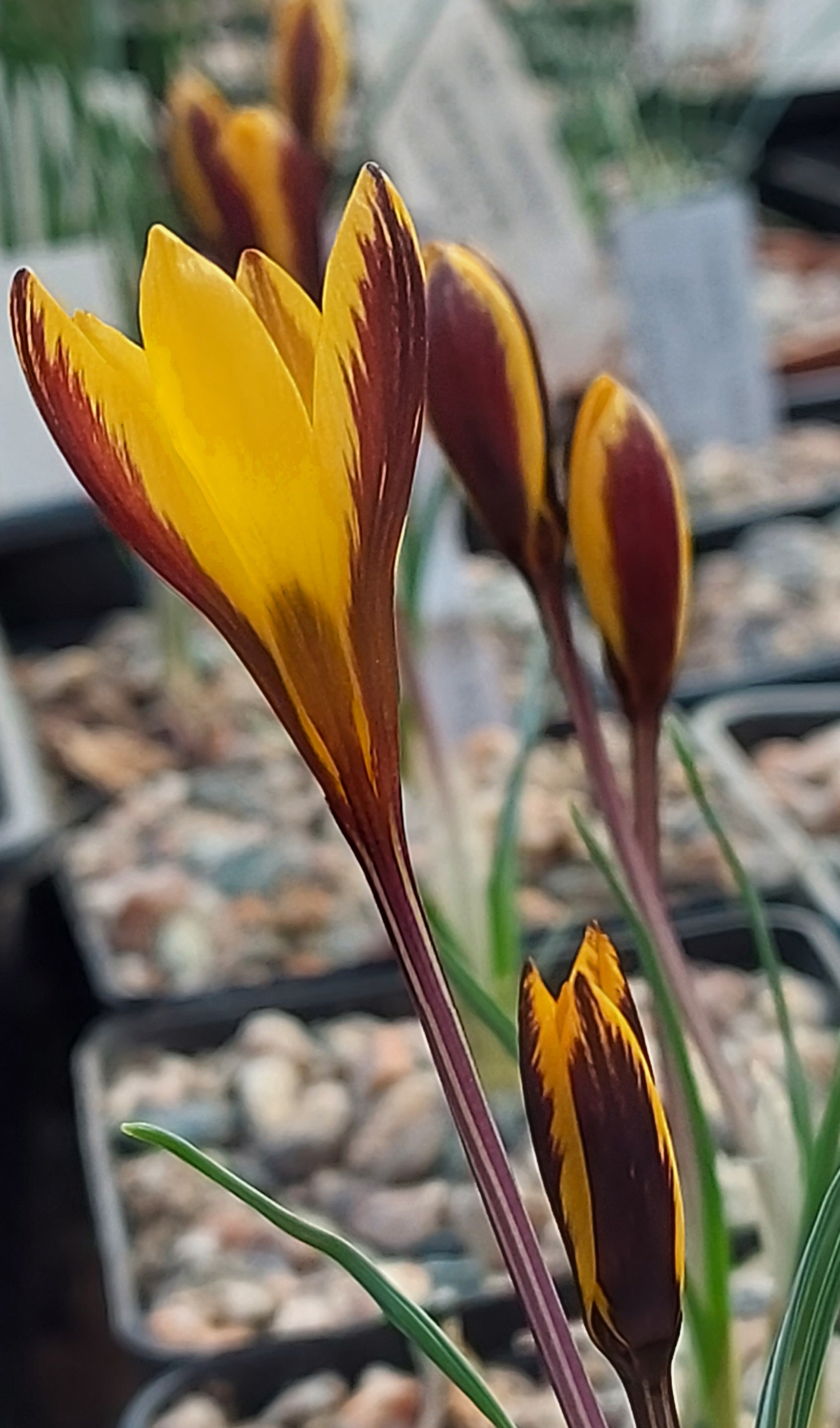 Crocus gembosii Magic Touch