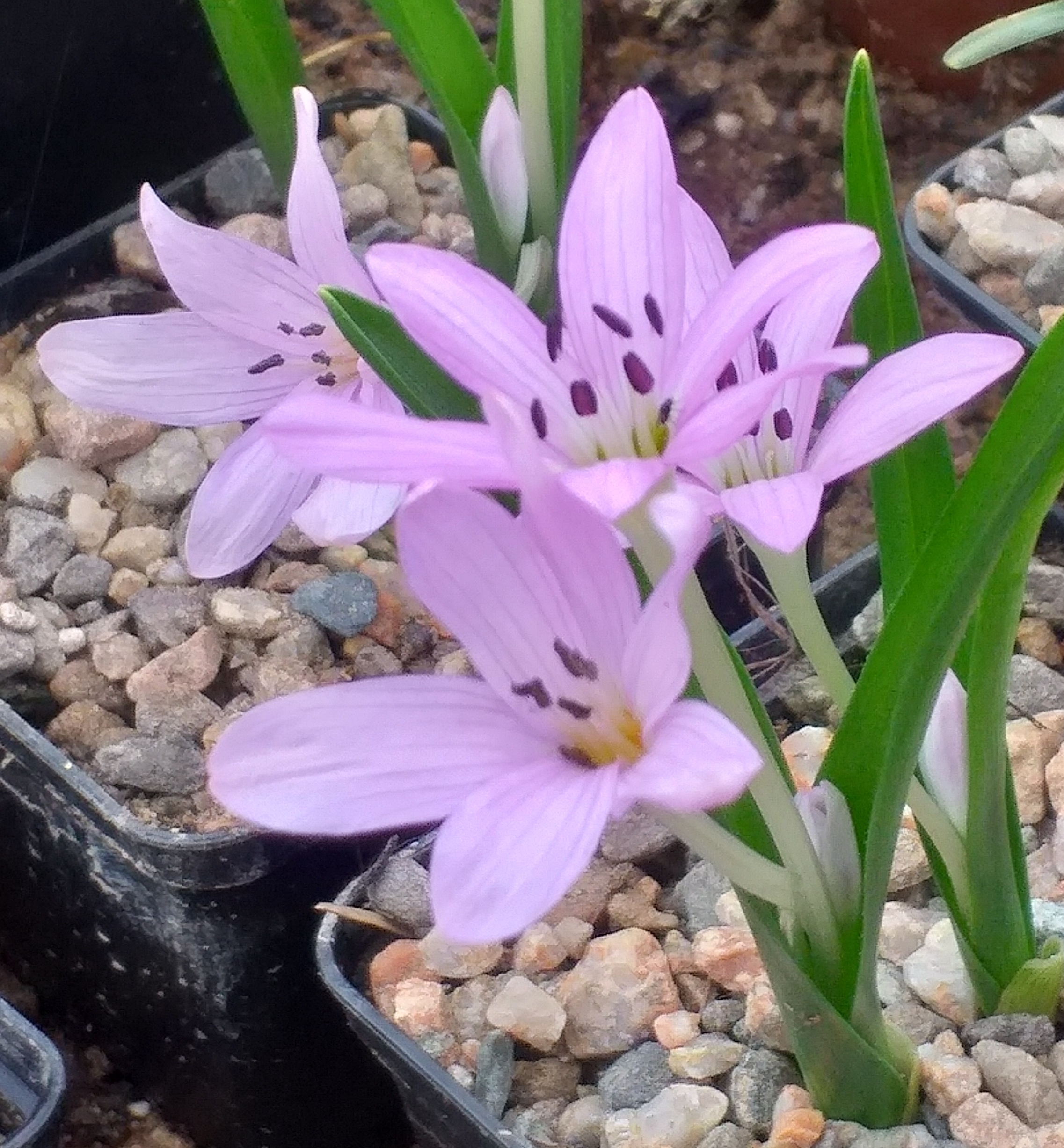 Colchicum zahnii Pink Wave